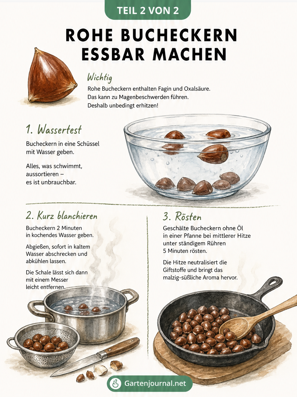 Illustration zur Zubereitung von Bucheckern mit Wassertest, Kurzblanchieren im Topf und Rösten in der Pfanne.