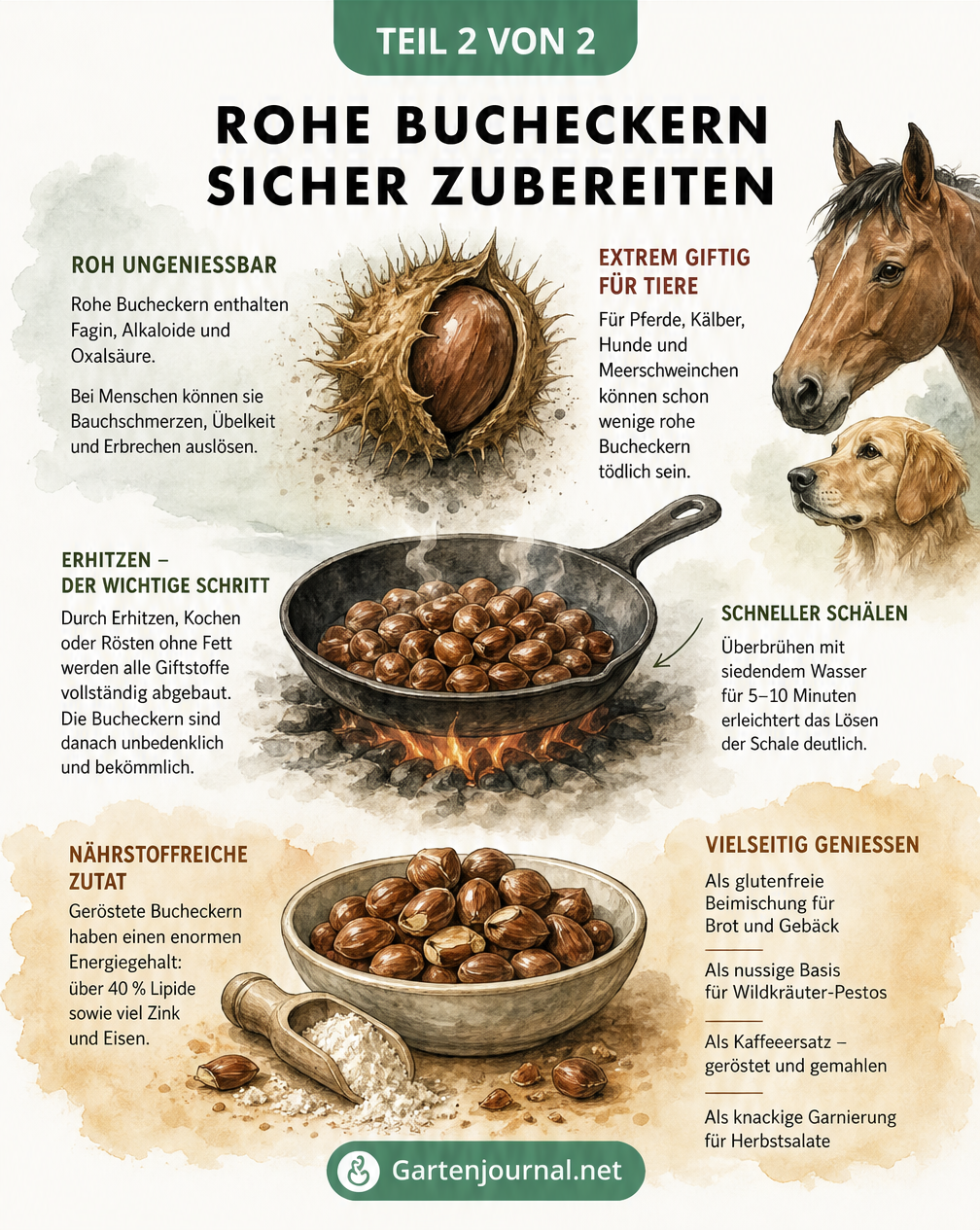 Illustration zur Zubereitung von Bucheckern mit Warnhinweisen zu Giftstoffen und Tipps zum Rösten und Verarbeiten