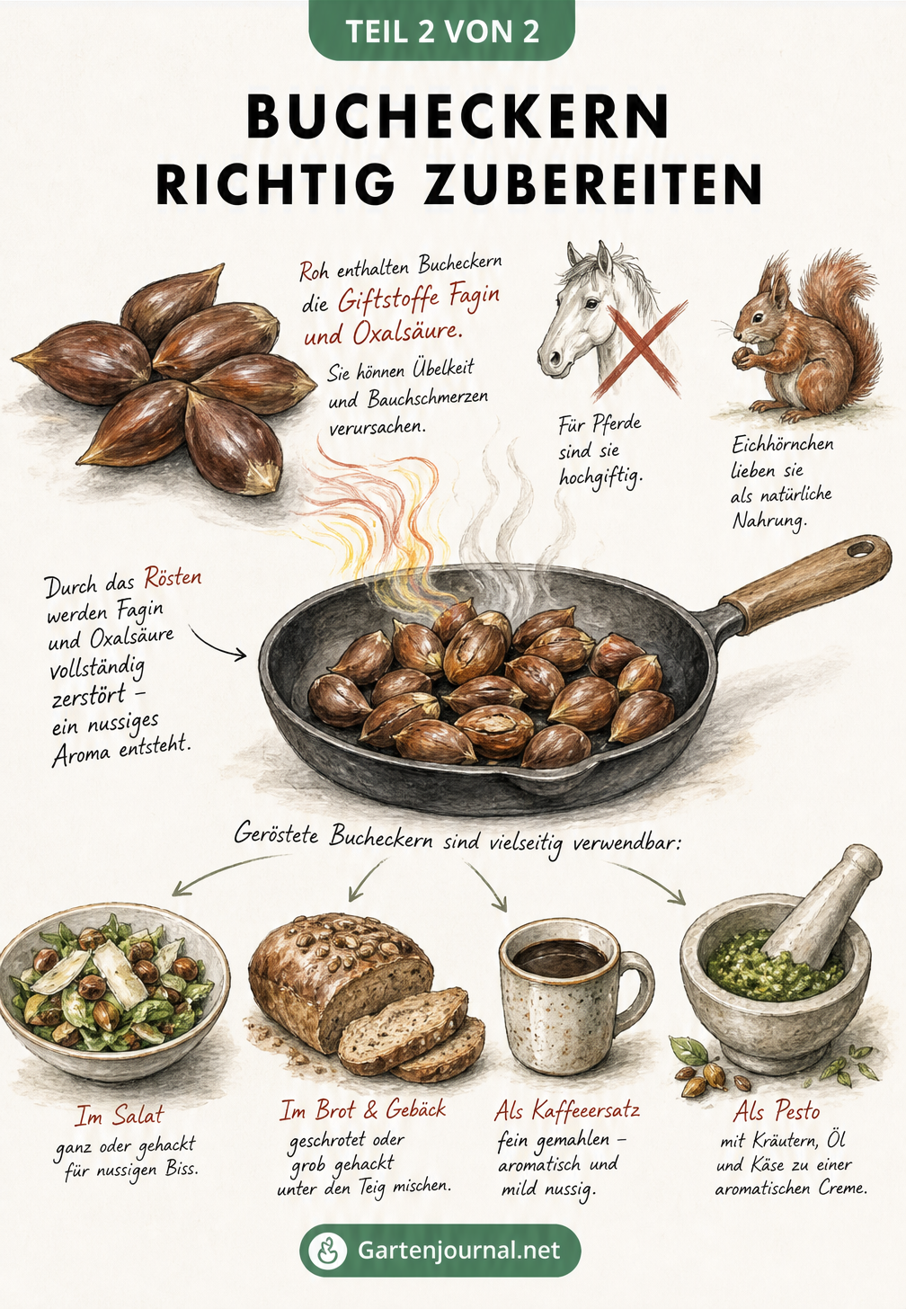Illustration zur Zubereitung von Bucheckern: Von rohen, giftigen Nüssen über das Rösten in der Pfanne bis zur Verwendung in Salat, Brot und Pesto