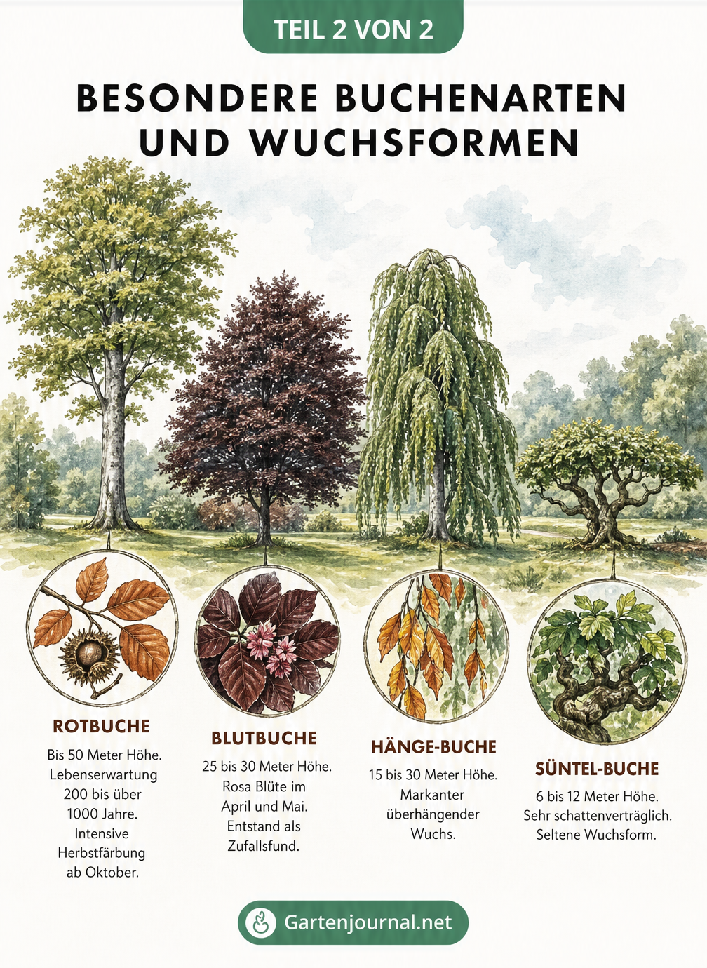Illustration verschiedener Buchenarten wie Rotbuche, Blutbuche, Hänge-Buche und Süntel-Buche mit ihren typischen Wuchsformen