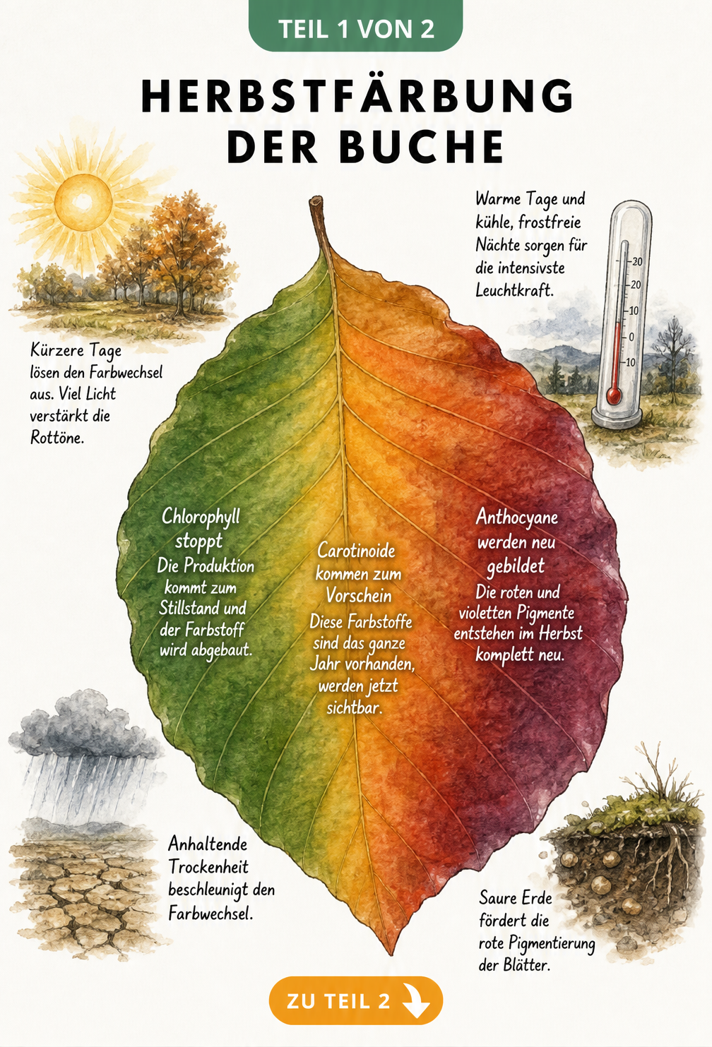 Botanische Illustration eines Buchenblattes, das den Farbwechsel von Grün über Gelb zu Rot zeigt, mit Erklärungen zu Chlorophyll, Carotinoiden und Anthocyanen.