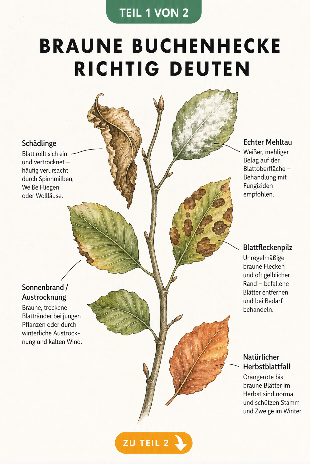 Botanische Zeichnung eines Buchenzweigs mit verschiedenen Schadbildern wie Mehltau, Blattfleckenpilz und Sonnenbrand sowie natürlichem Herbstlaub.
