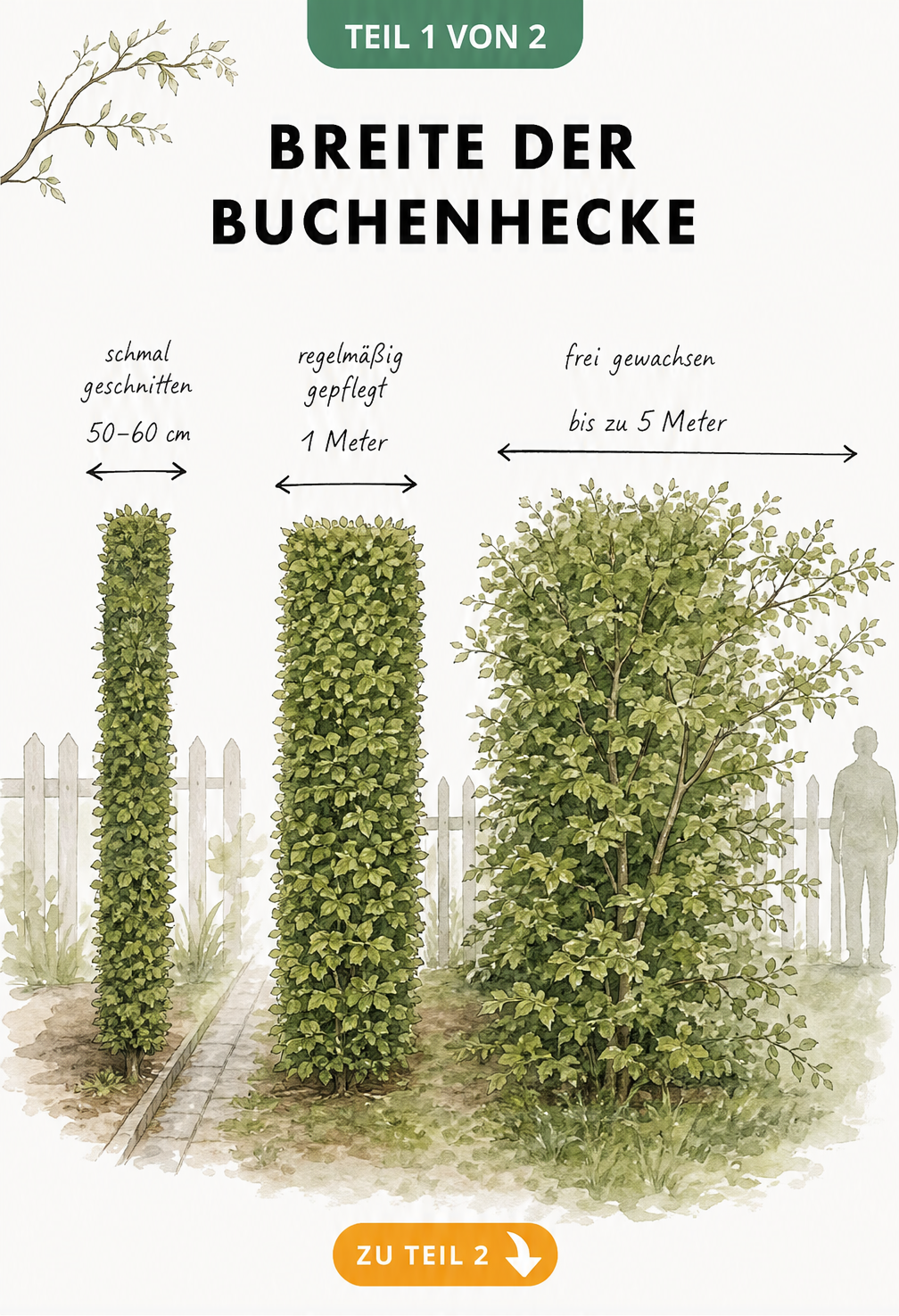 Illustration von drei Buchenhecken im Querschnitt, die unterschiedliche Breiten von 50 Zentimetern bis zu fünf Metern zeigen.