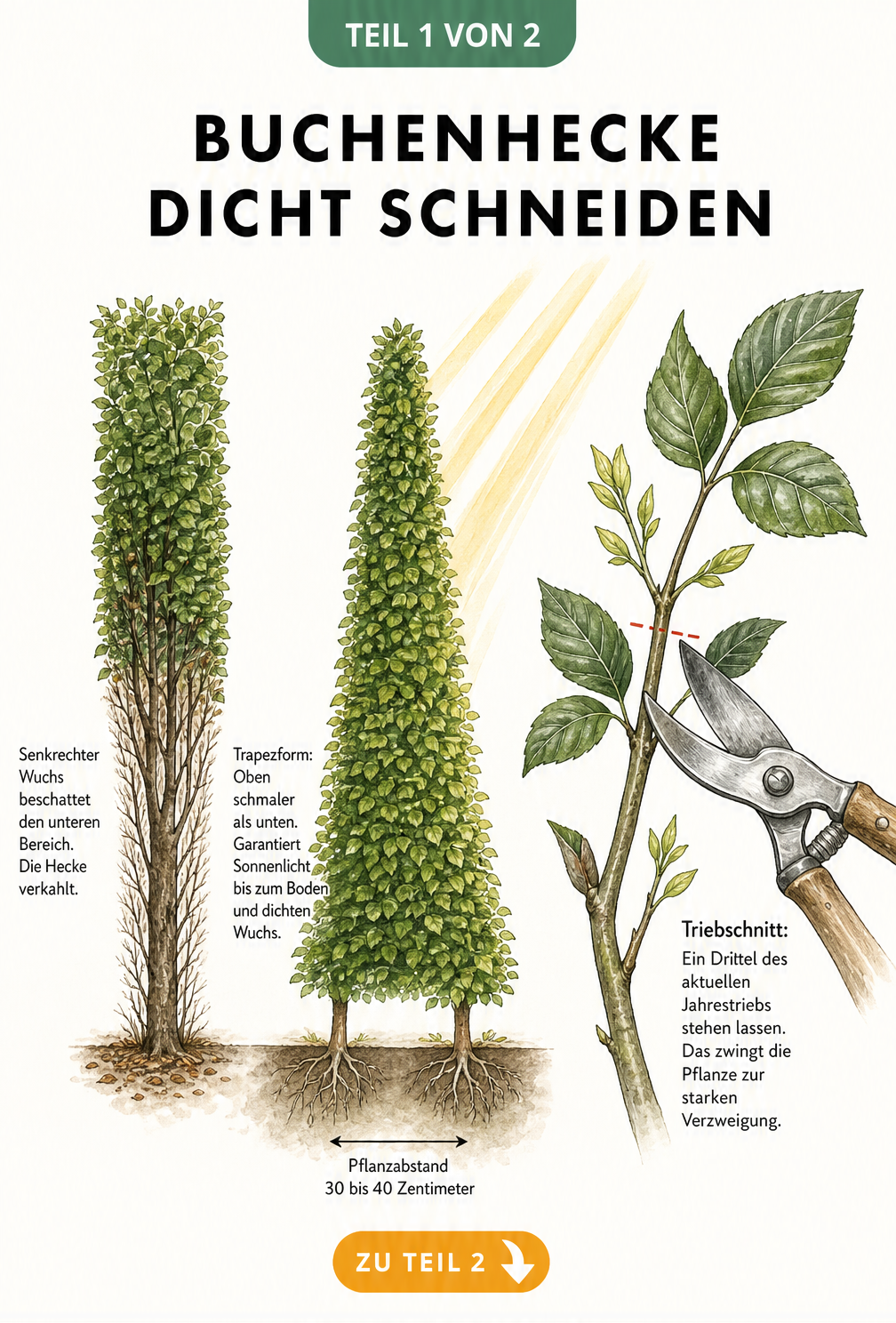 Illustration einer Buchenhecke im Querschnitt, die den Unterschied zwischen senkrechtem Wuchs und Trapezform zeigt, inklusive Pflanzabstand und Triebschnitt.