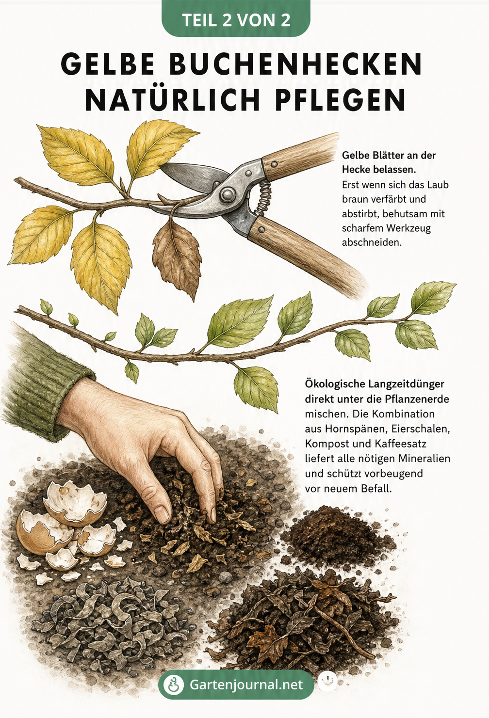 Illustration zur Pflege einer Buchenhecke: Eine Gartenschere schneidet ein braunes Blatt ab, während eine Hand organischen Dünger aus Eierschalen, Kaffeesatz,...