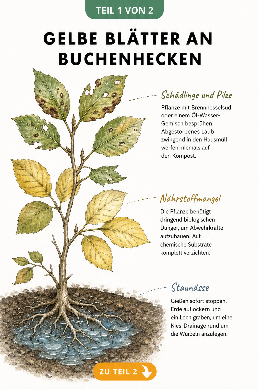 Botanische Illustration einer Buchenpflanze im Querschnitt, die Ursachen für gelbe Blätter wie Schädlinge, Nährstoffmangel und Staunässe zeigt.