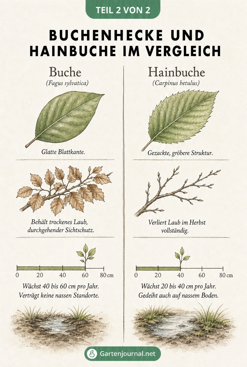 Vergleichstafel von Buche und Hainbuche mit Illustrationen zu Blattform, Winterlaub und Wachstumsgeschwindigkeit.