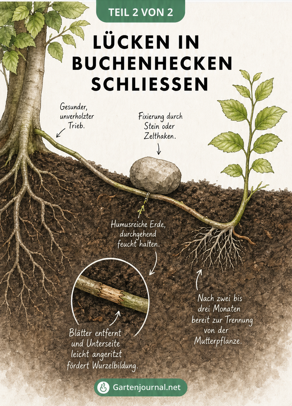 Querschnitt-Zeichnung eines Buchen-Absenkers im Gartenboden zur Schließung von Heckenlücken