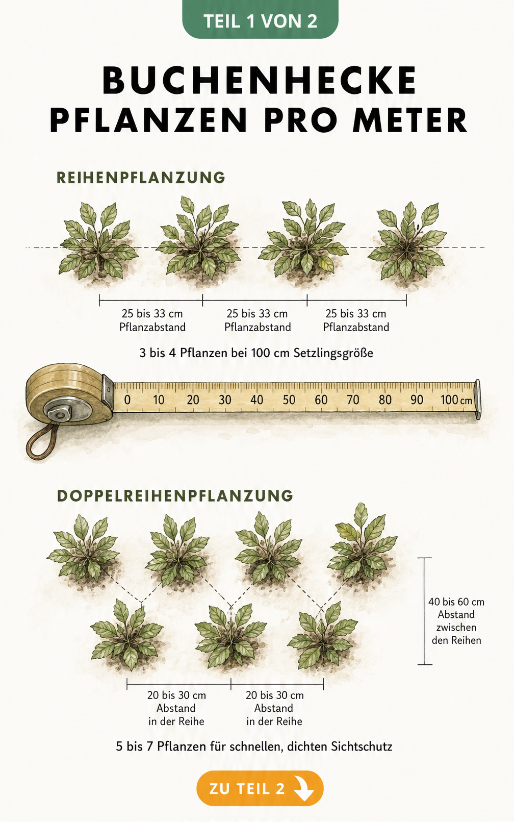 Illustration von Buchensetzlingen aus der Vogelperspektive mit Maßband, das den Pflanzabstand für Reihen- und Doppelreihenpflanzung zeigt.