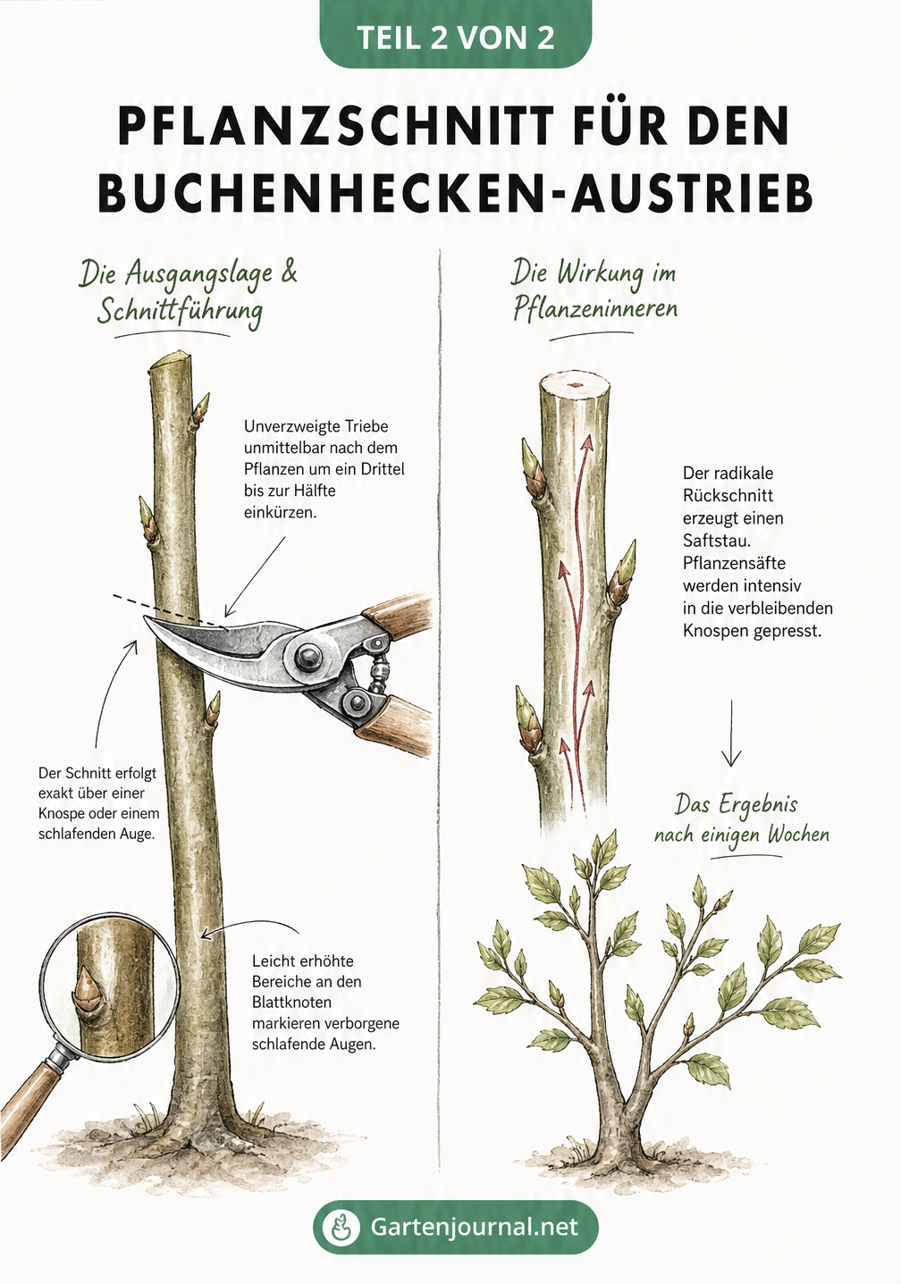 Skizze eines Pflanzschnitts an einem Buchentrieb mit Gartenschere und Darstellung des Saftstaus für einen buschigen Neuaustrieb