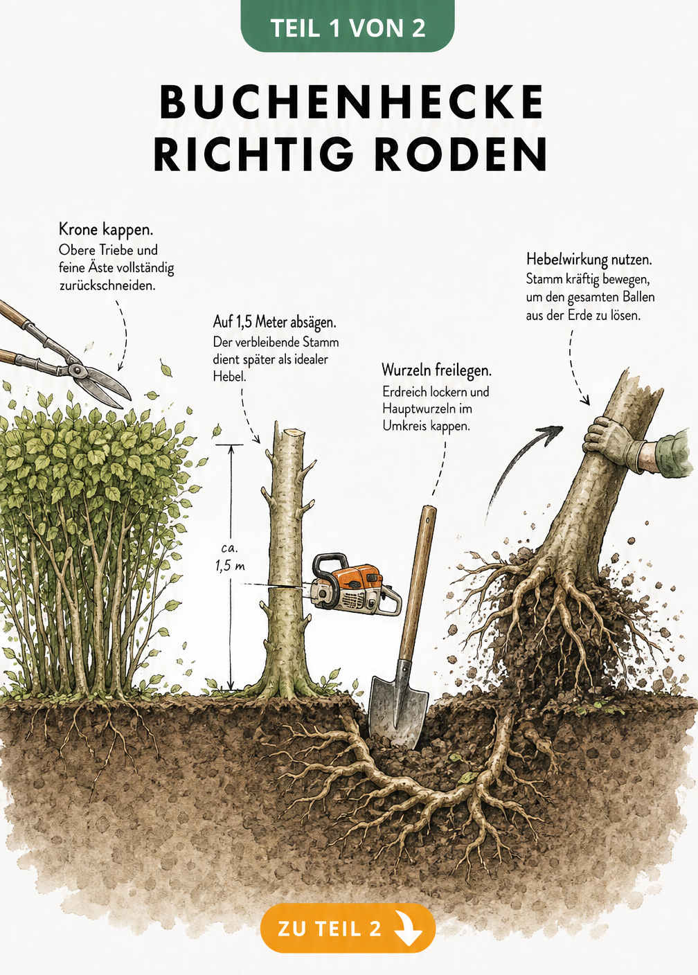 Illustration der vier Phasen zur Rodung einer Buchenhecke: Krone kappen, Stamm absägen, Wurzeln freilegen und Hebelwirkung nutzen.