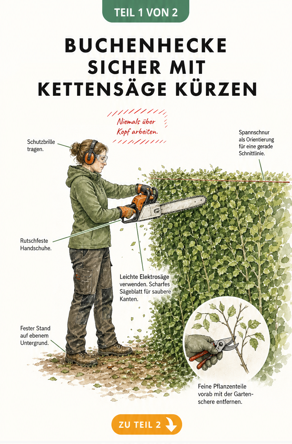 Illustration einer Person, die eine Buchenhecke mit einer Kettensäge schneidet, mit Hinweisen zu Schutzkleidung und Schnittführung