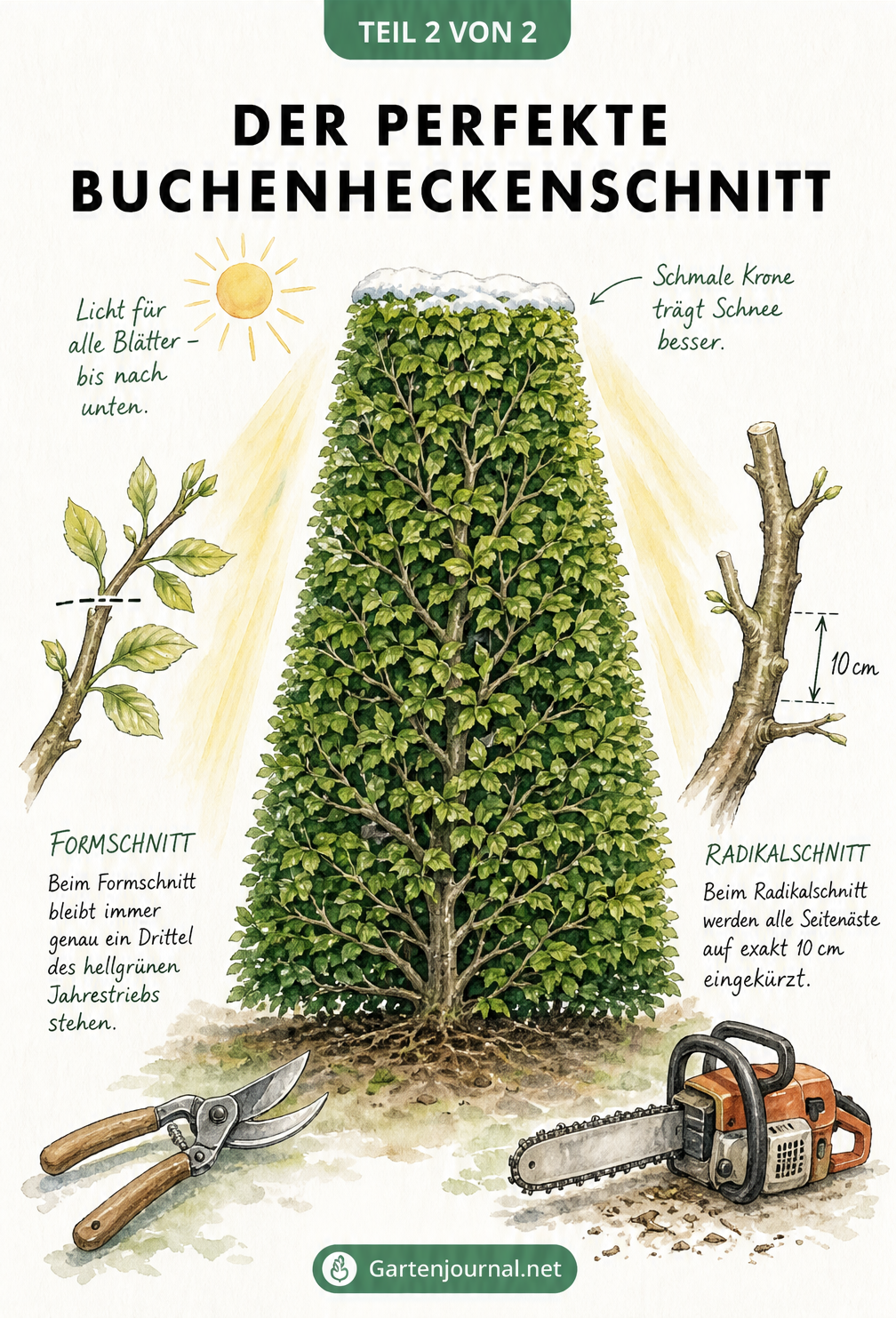 Querschnitt einer Buchenhecke in Trapezform mit Detailansichten für Formschnitt und Radikalschnitt
