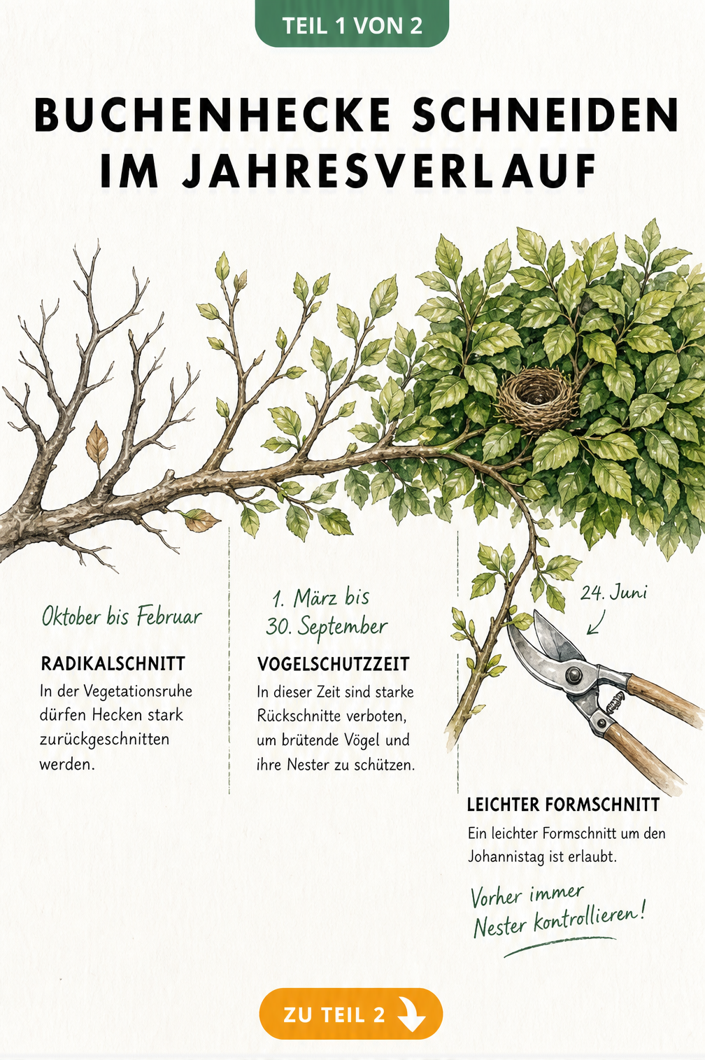Illustration eines Buchenastes im Jahresverlauf mit Markierungen für Radikalschnitt im Winter und Formschnitt im Sommer