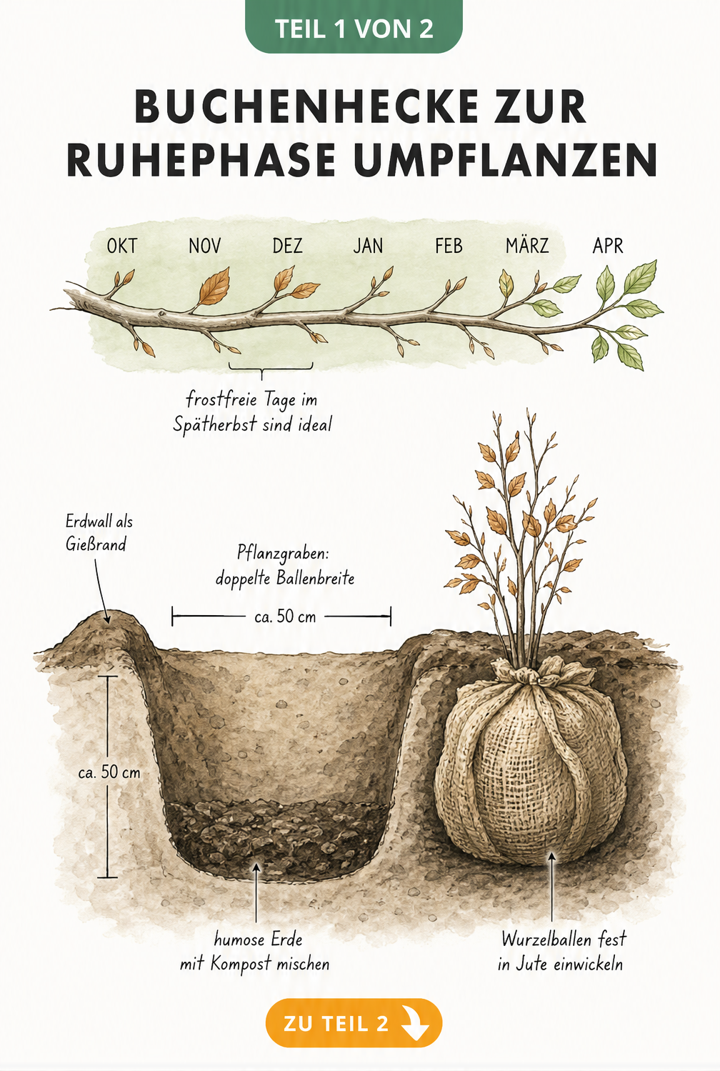 Illustration eines Pflanzgrabens für eine Buchenhecke mit Zeitstrahl für die Ruhephase von Oktober bis März
