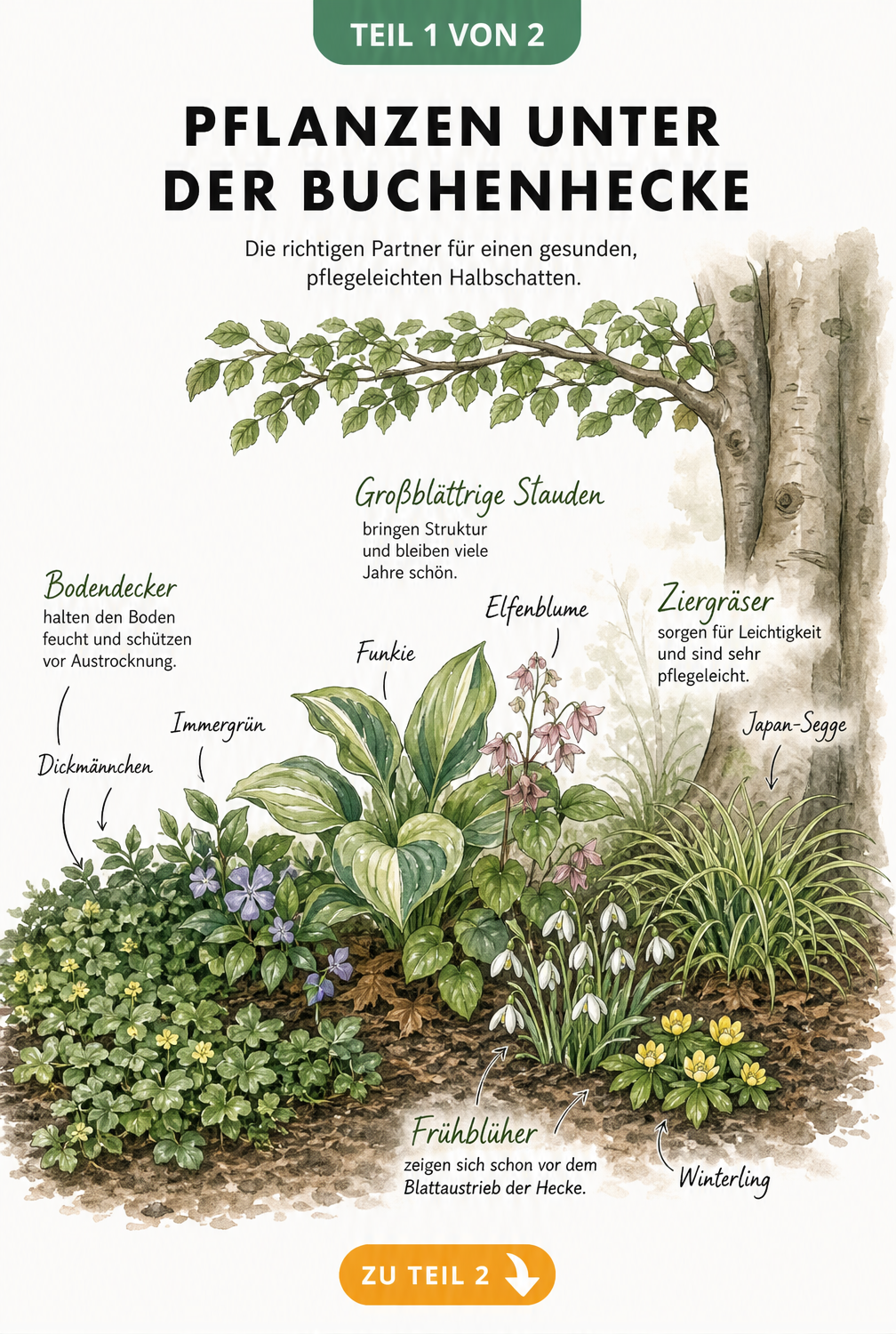 Botanische Illustration von Pflanzen unter einer Buchenhecke mit Bodendeckern, Stauden, Frühblühern und Gräsern