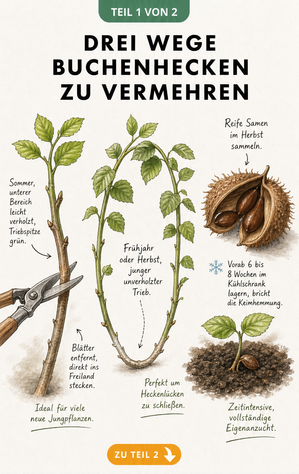 Illustration von drei Methoden zur Vermehrung einer Buchenhecke: Stecklinge, Absenker und Aussaat von Bucheckern