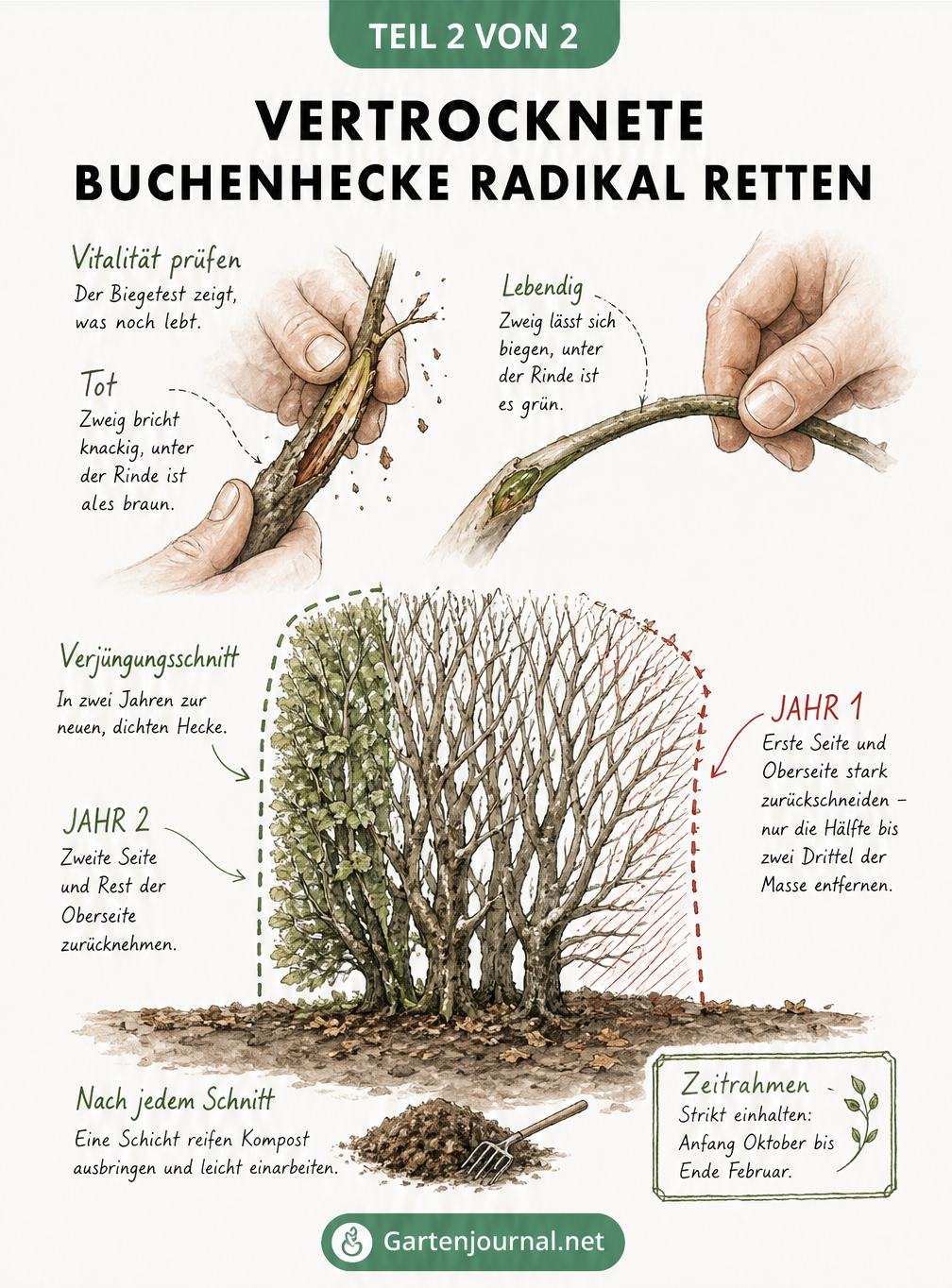 Skizze eines Vitalitätstests an einem Buchenzweig und Querschnitt einer Buchenhecke, der den etappenweisen Verjüngungsschnitt zeigt.