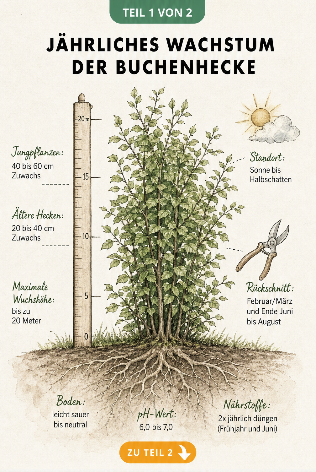 Illustration einer Buchenhecke mit Messlatte, die das jährliche Wachstum von 40 bis 60 cm bei Jungpflanzen und 20 bis 40 cm bei älteren Hecken zeigt, sowie...