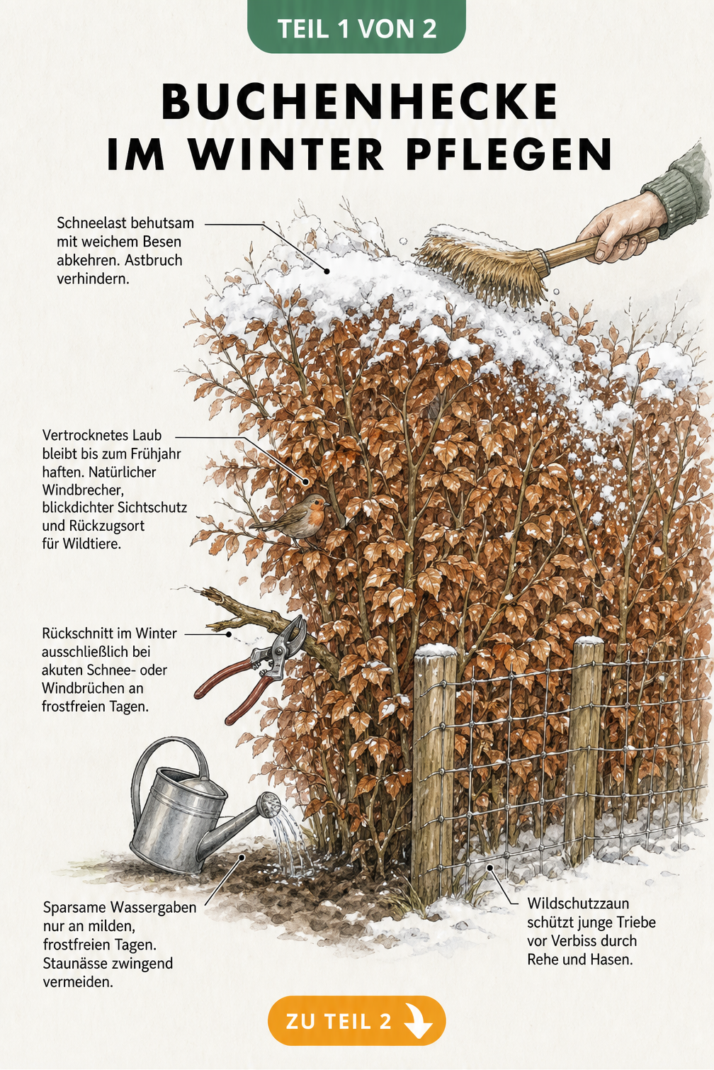 Illustration einer Buchenhecke im Winter mit Hinweisen zu Schneelast, Rückschnitt, Wässern und Wildschutzzaun