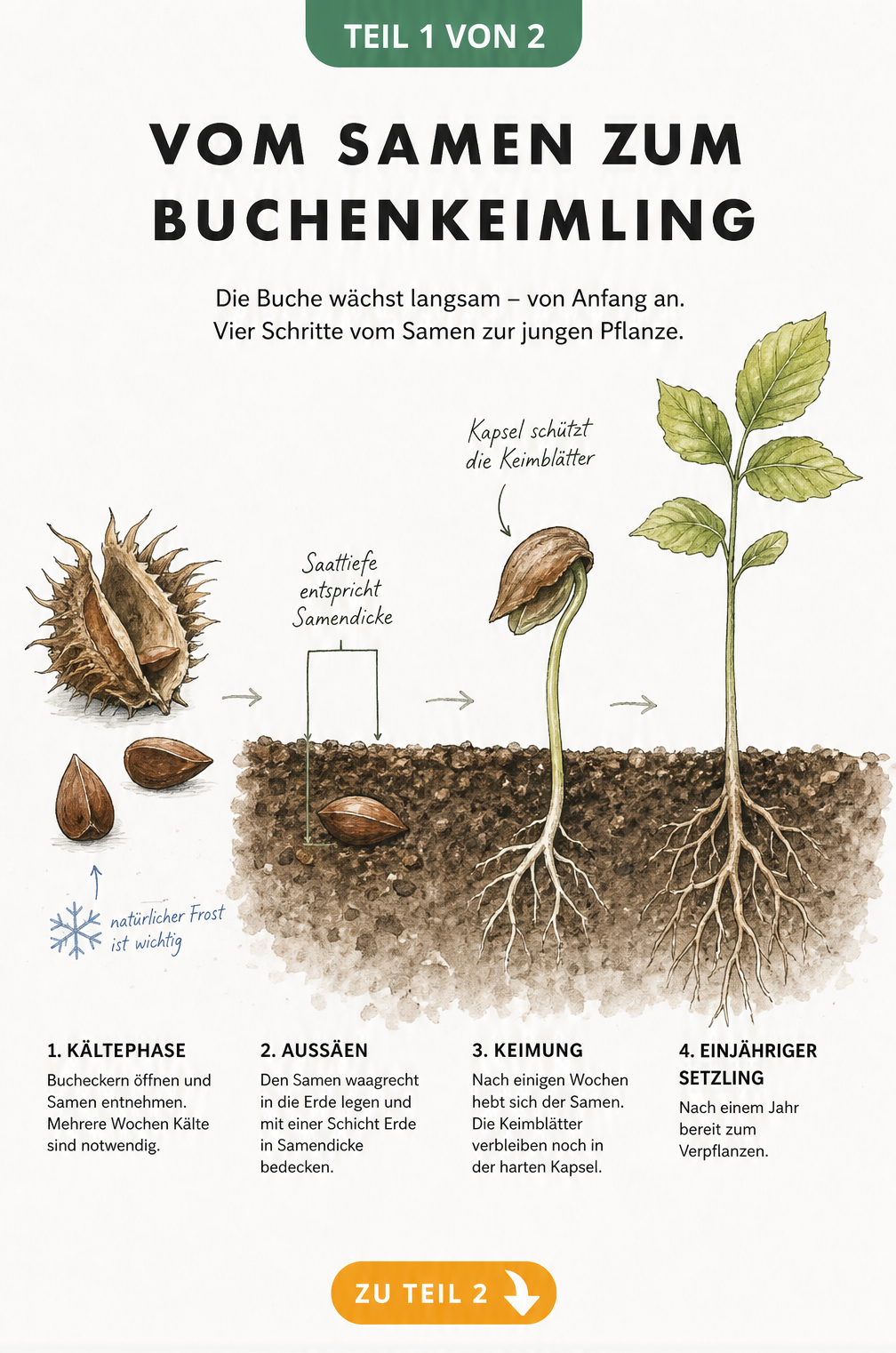 Botanische Querschnitt-Illustration der Entwicklung vom Buchensamen zum einjährigen Buchenkeimling in vier Stadien.