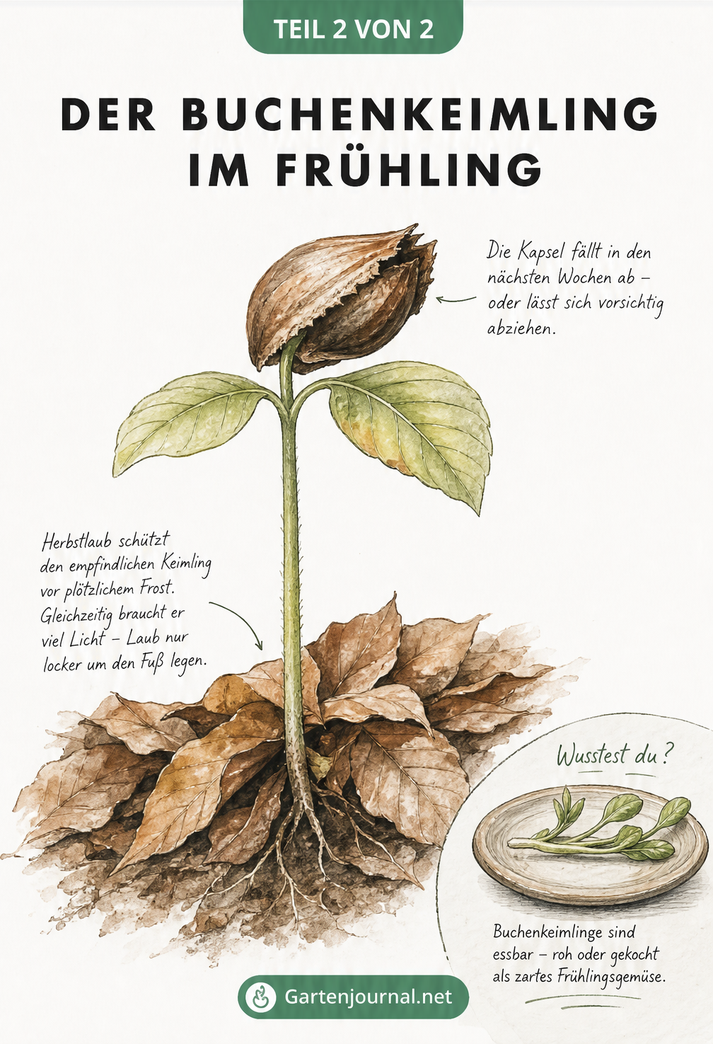 Detailreiche Illustration eines Buchenkeimlings im Frühling mit trockenen Blättern am Boden und der Samenkapsel an den Keimblättern.