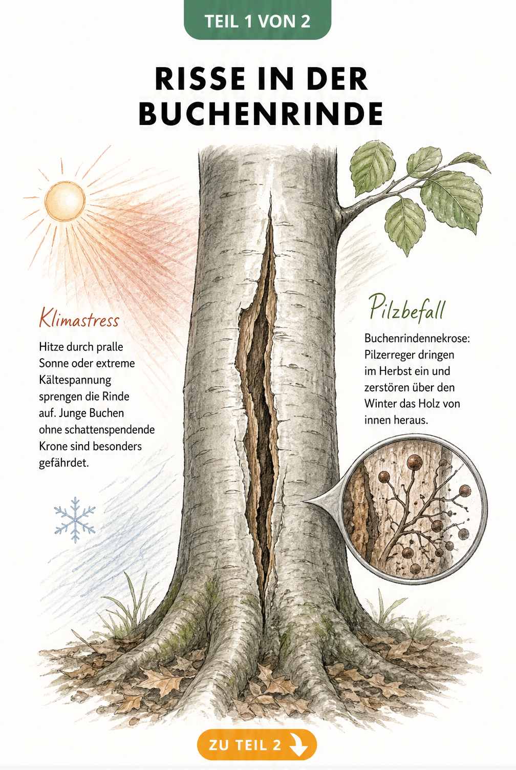 Illustration eines Buchenstamms mit tiefem Riss, der die Ursachen wie Hitze, Frost und Pilzbefall zeigt.