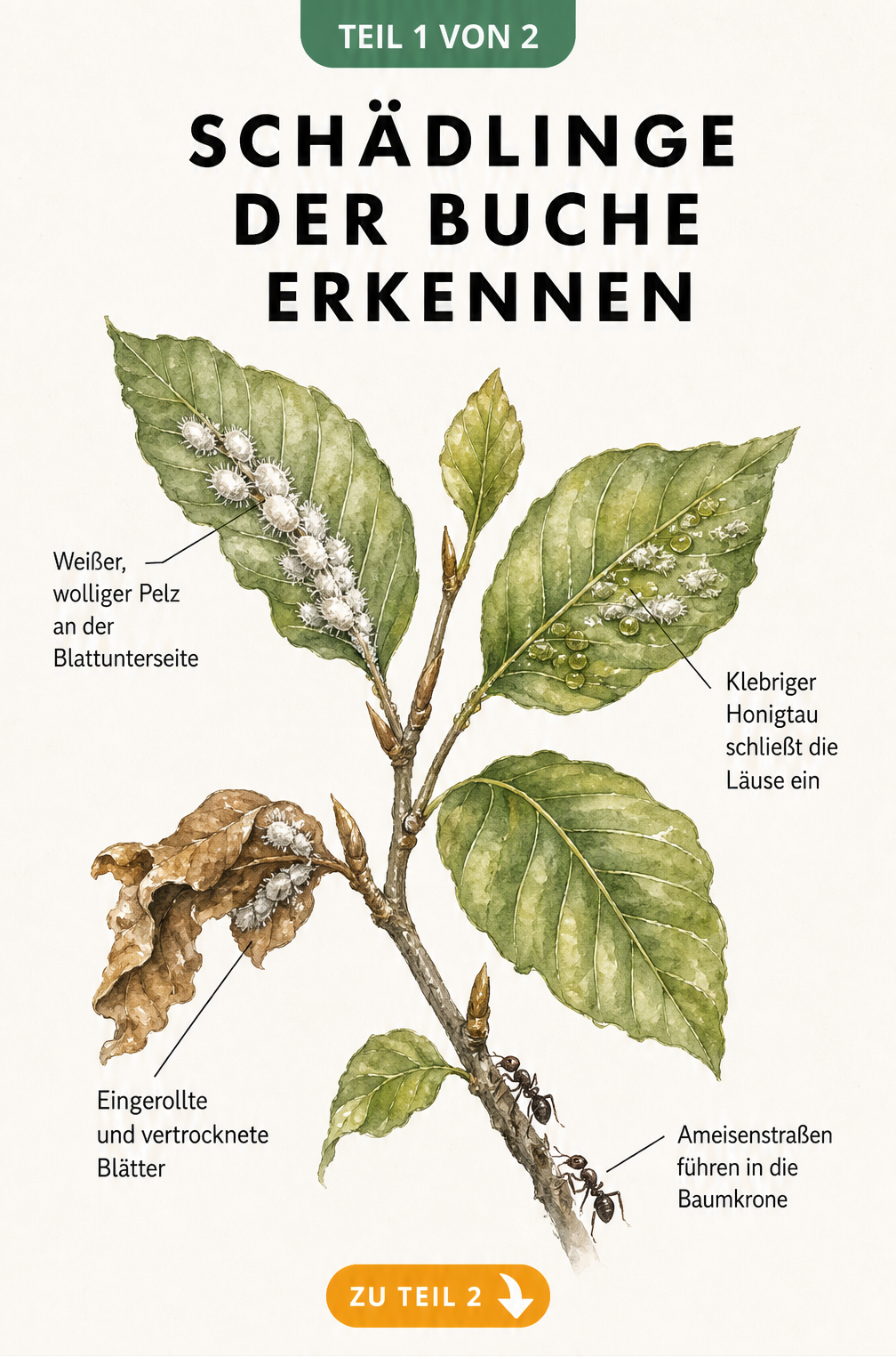 Botanische Illustration eines Buchenzweigs mit Anzeichen für Buchenzierläuse wie weiße Flecken, Honigtau, eingerollte Blätter und Ameisen