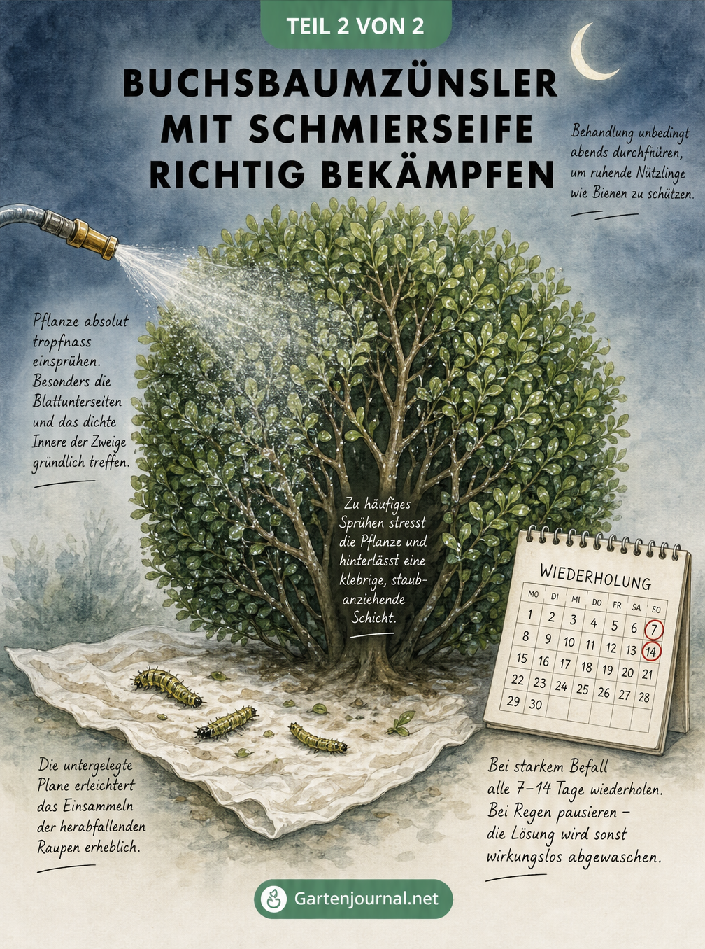 Aquarell-Zeichnung eines Buchsbaums am Abend, der mit einem feinen Sprühnebel behandelt wird. Darunter liegt eine Plane mit herabgefallenen Raupen.