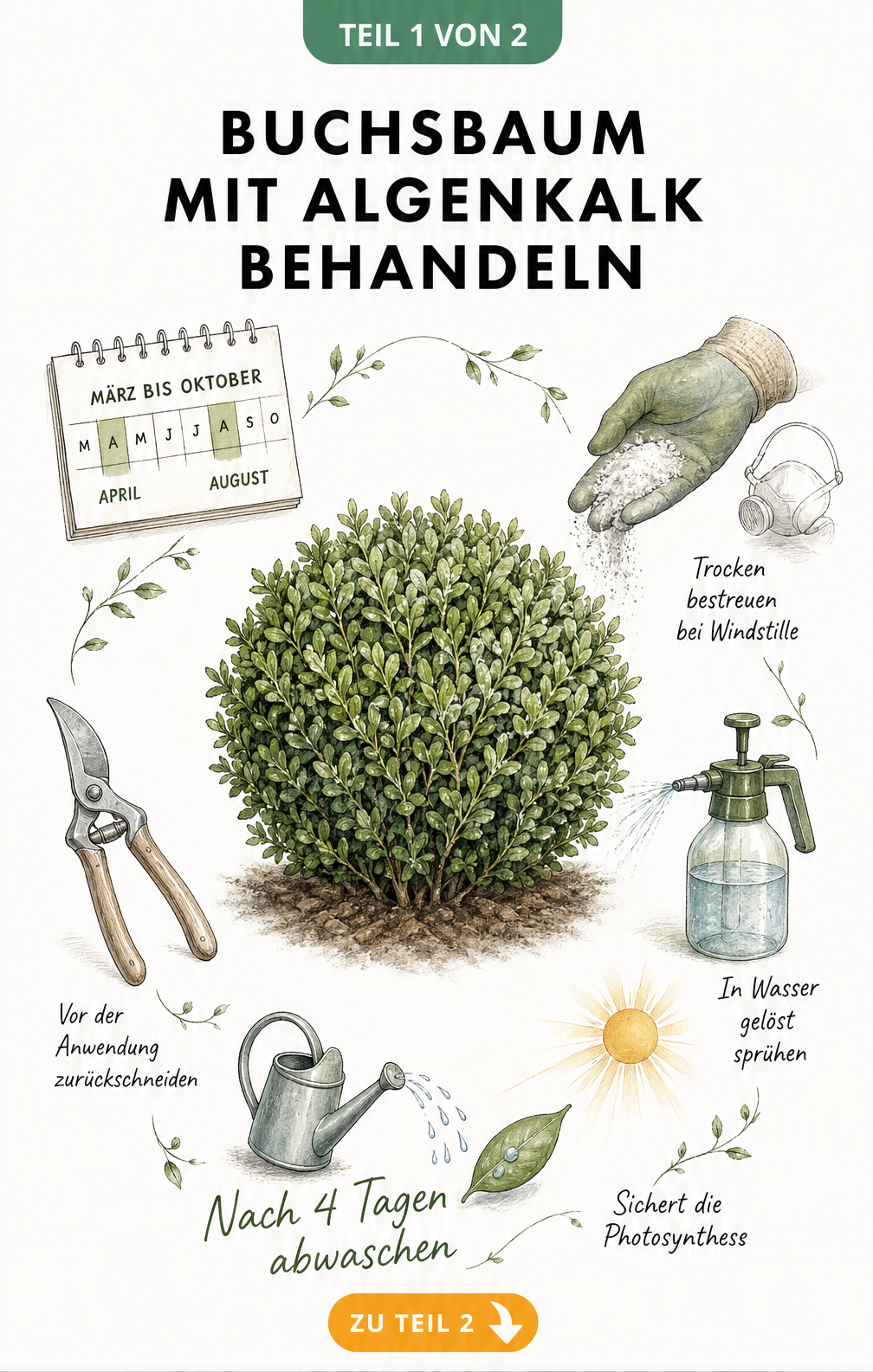 Illustration eines Buchsbaums mit den Arbeitsschritten zur Anwendung von Algenkalk von März bis Oktober