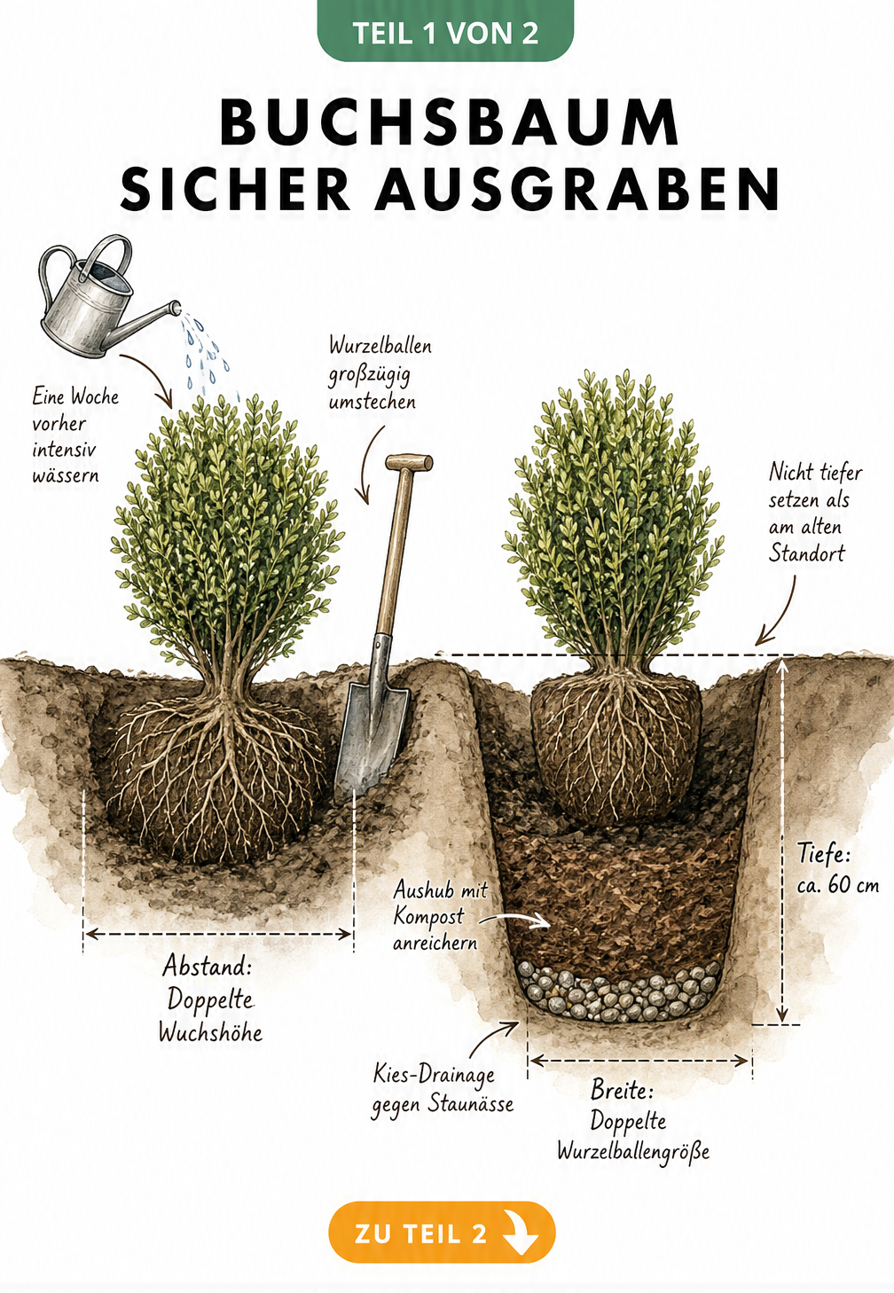 Querschnitts-Illustration eines Buchsbaums beim Ausgraben und Einpflanzen mit Maßangaben für Pflanzloch und Wurzelballen