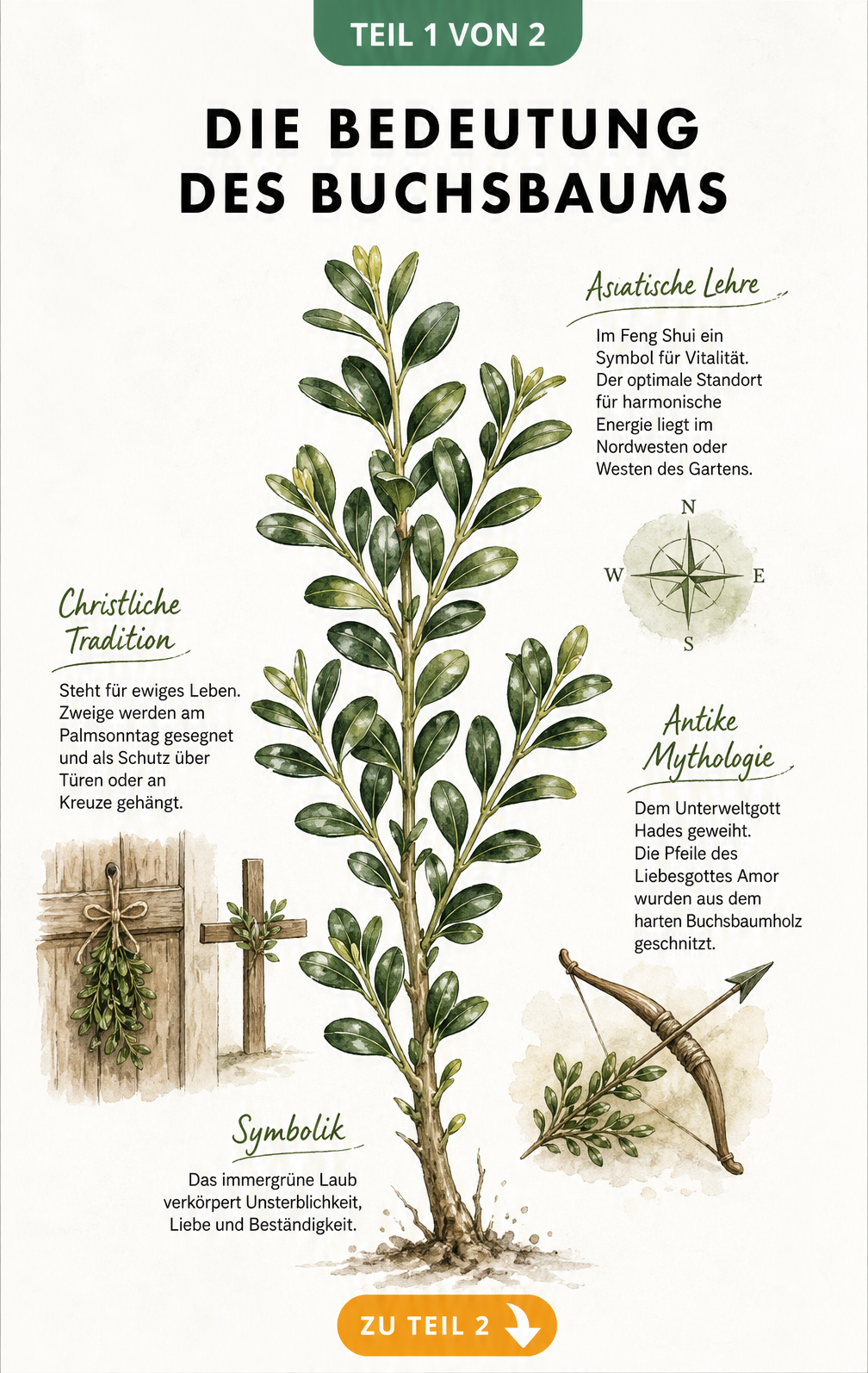 Botanische Illustration eines Buchsbaumzweigs mit Erklärungen zur Symbolik in Christentum, Mythologie und Feng Shui