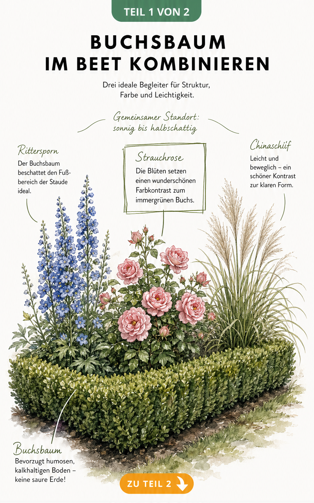 Aquarell-Zeichnung einer Buchsbaumhecke im Beet, kombiniert mit Rittersporn, Strauchrose und Chinaschilf