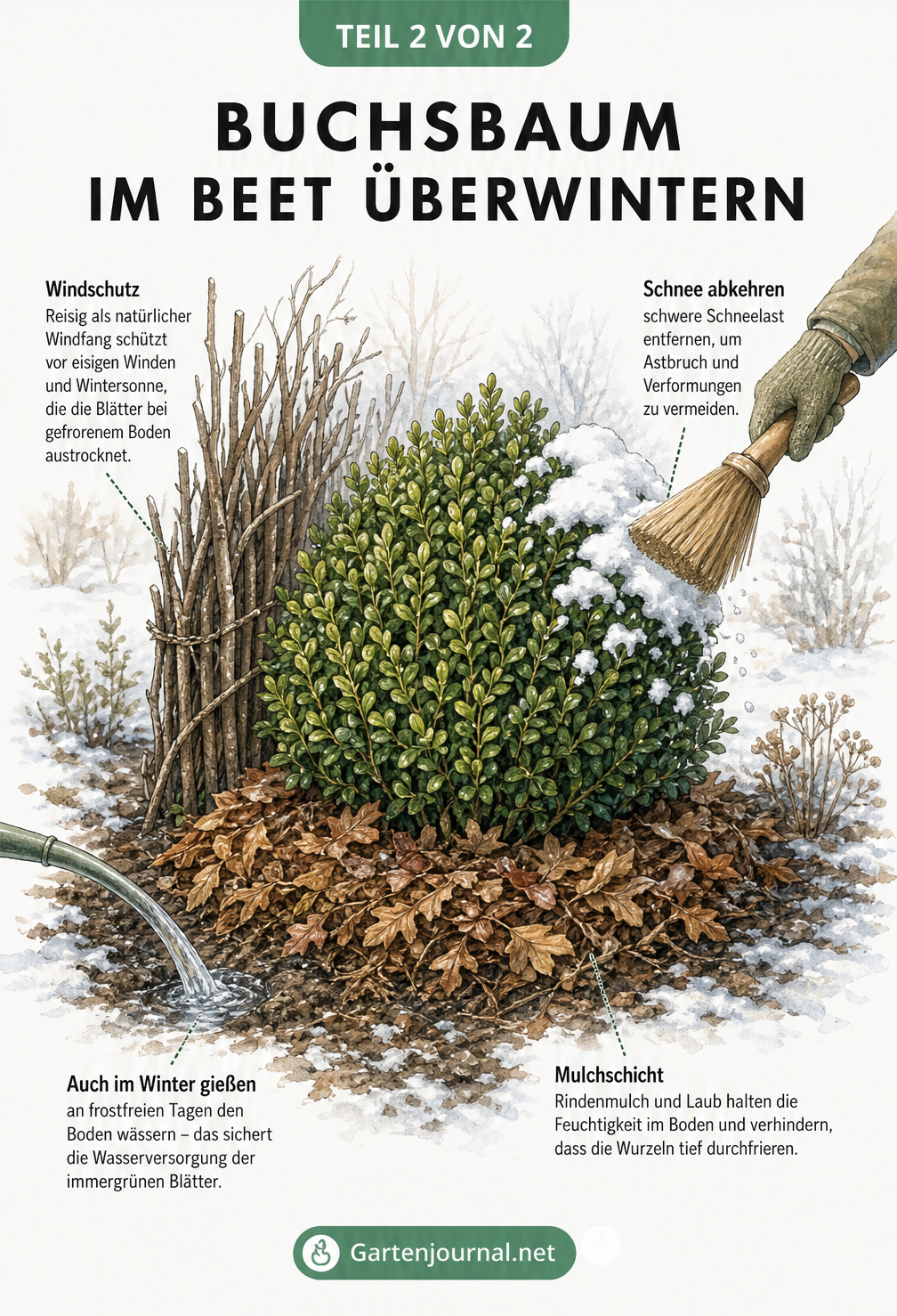 Illustration eines ausgepflanzten Buchsbaums im Winter mit Rindenmulch, Reisig-Windfang und einer Hand, die Schnee von den Ästen fegt.
