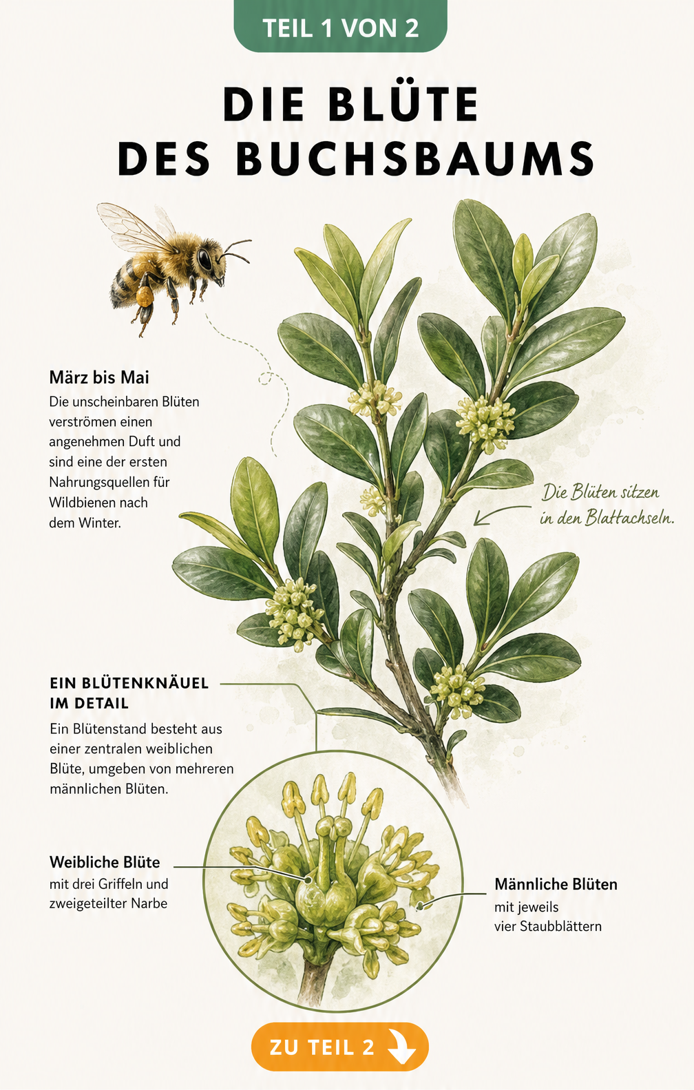 Botanische Illustration eines Buchsbaumzweigs mit detaillierter Darstellung der gelblich-grünen Blütenknäuel und einer Sandbiene