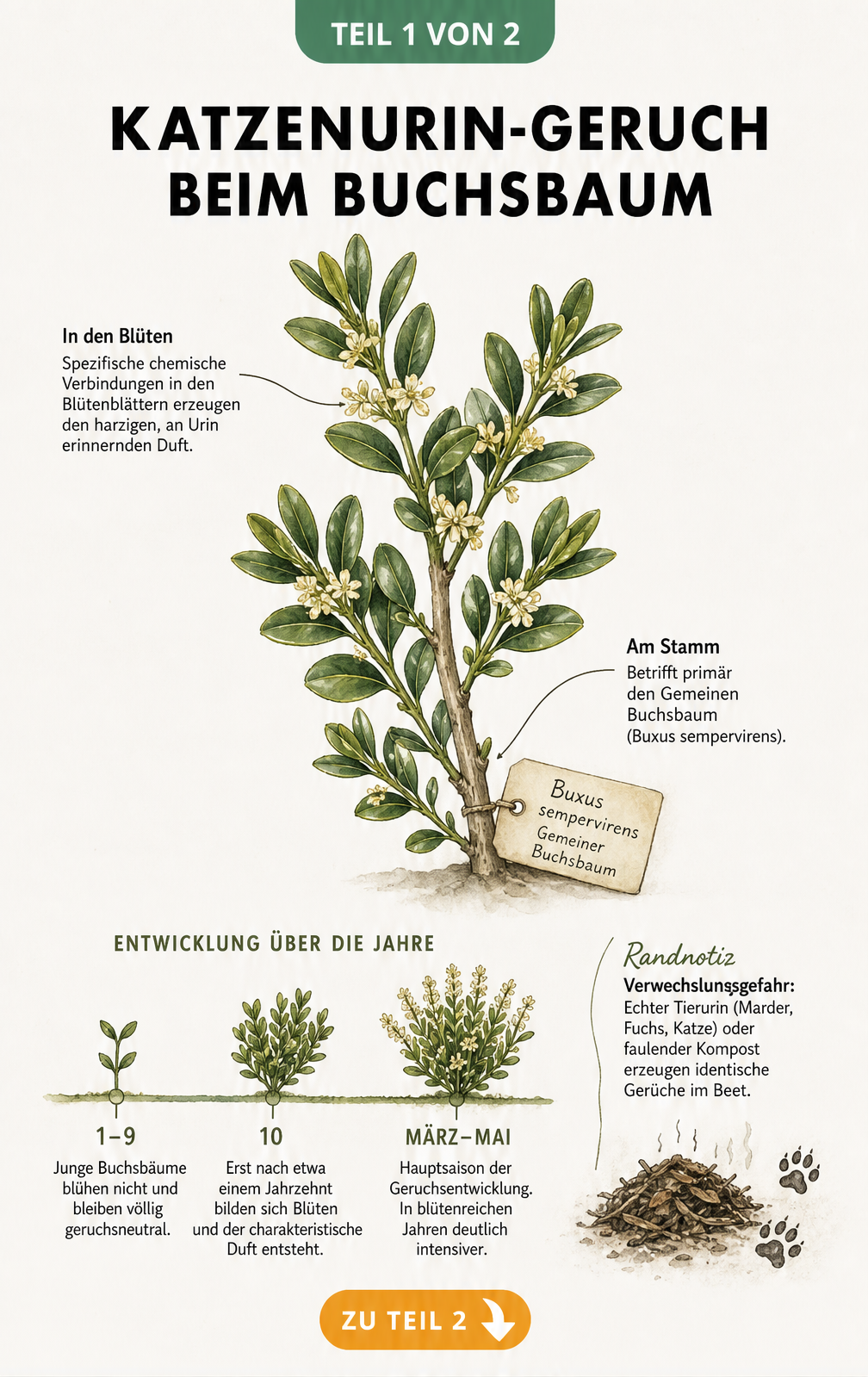 Botanische Illustration eines Buchsbaumzweigs mit Blüten und Zeitstrahl zur Geruchsentwicklung