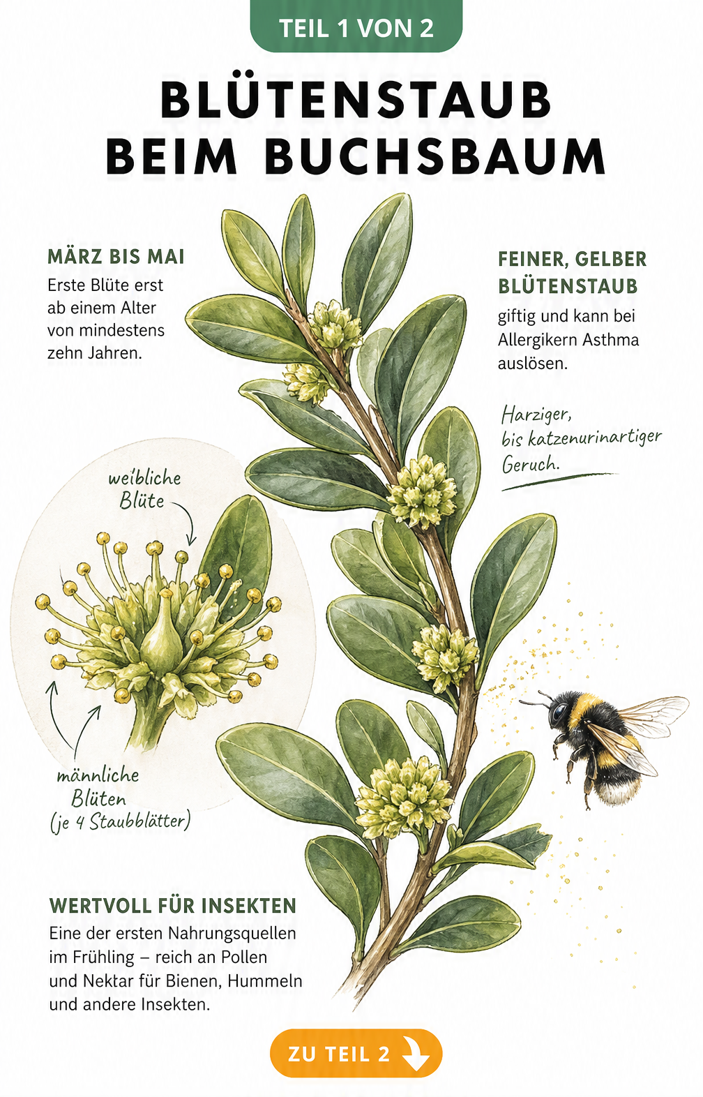 Botanische Zeichnung eines Buchsbaumzweigs mit gelbgrünen Blütenknäueln und einer Hummel
