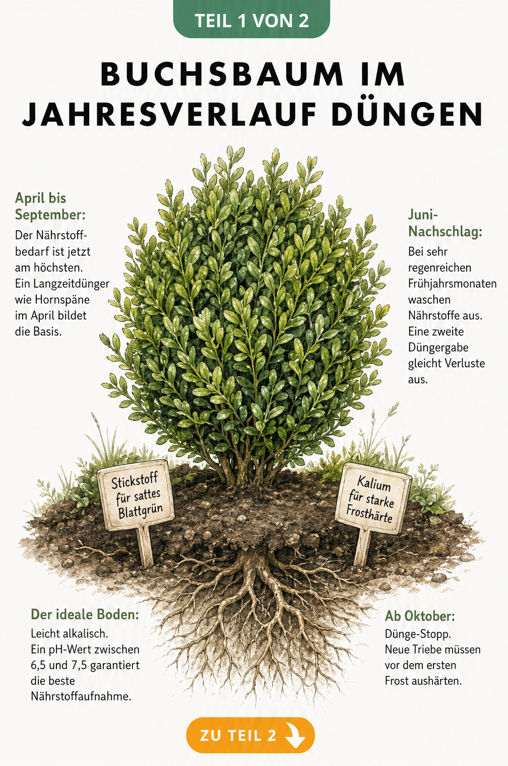 Illustration eines Buchsbaums mit Dünge-Informationen im Jahresverlauf, pH-Wert und Nährstoffen