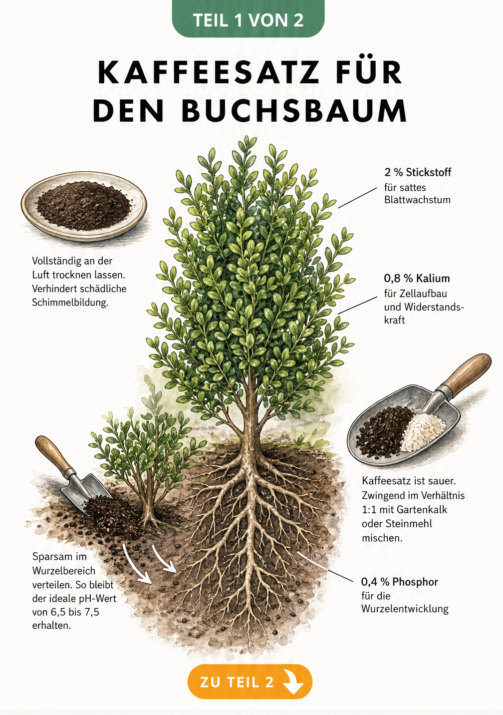 Illustration eines Buchsbaums mit Wurzeln, die die richtige Anwendung von Kaffeesatz als Dünger und dessen Nährstoffe zeigt
