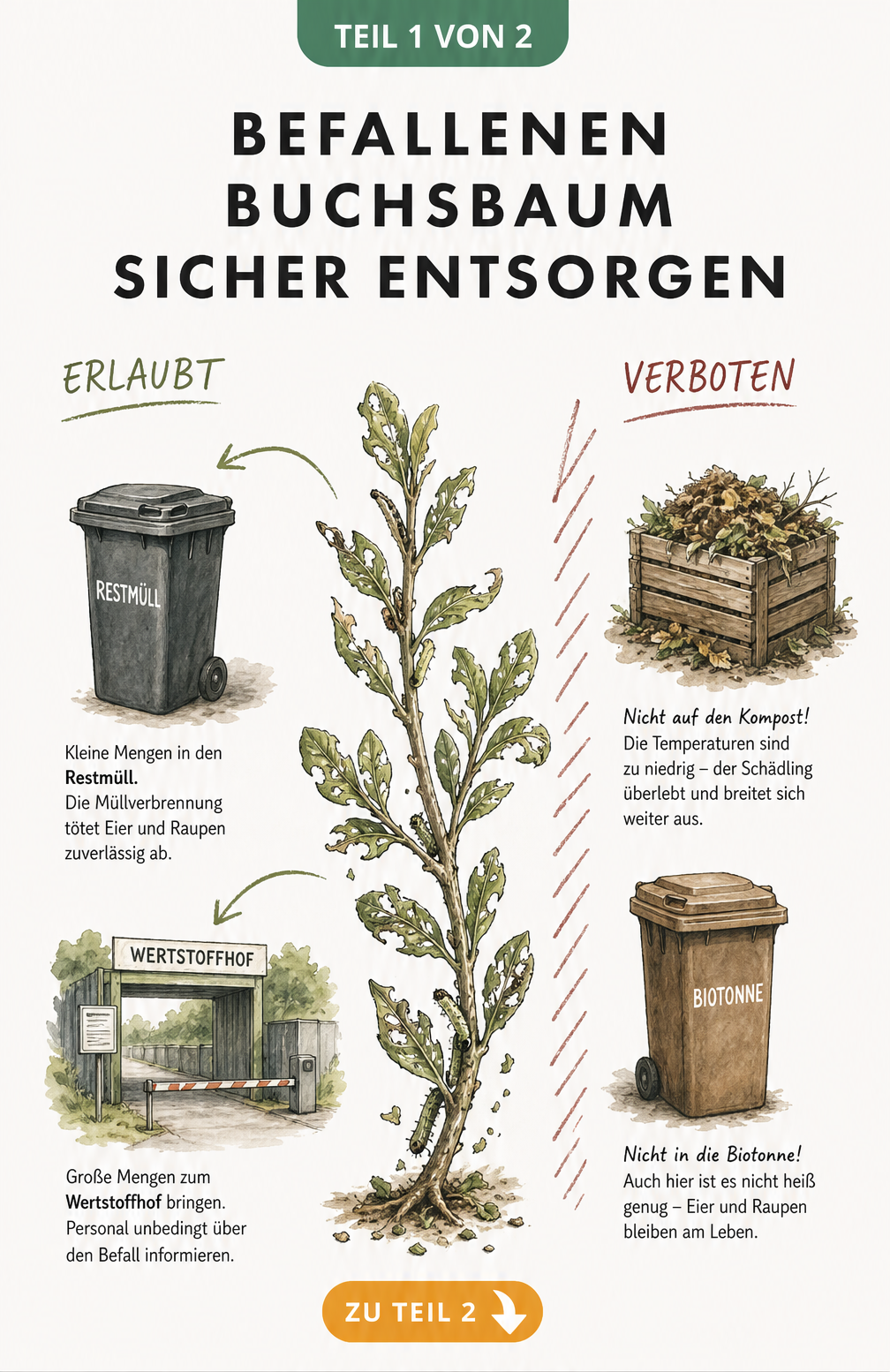 Illustration zur Entsorgung von Buchsbaum: Erlaubte Wege wie Restmüll und Wertstoffhof gegenüber verbotenen Wegen wie Kompost und Biotonne.