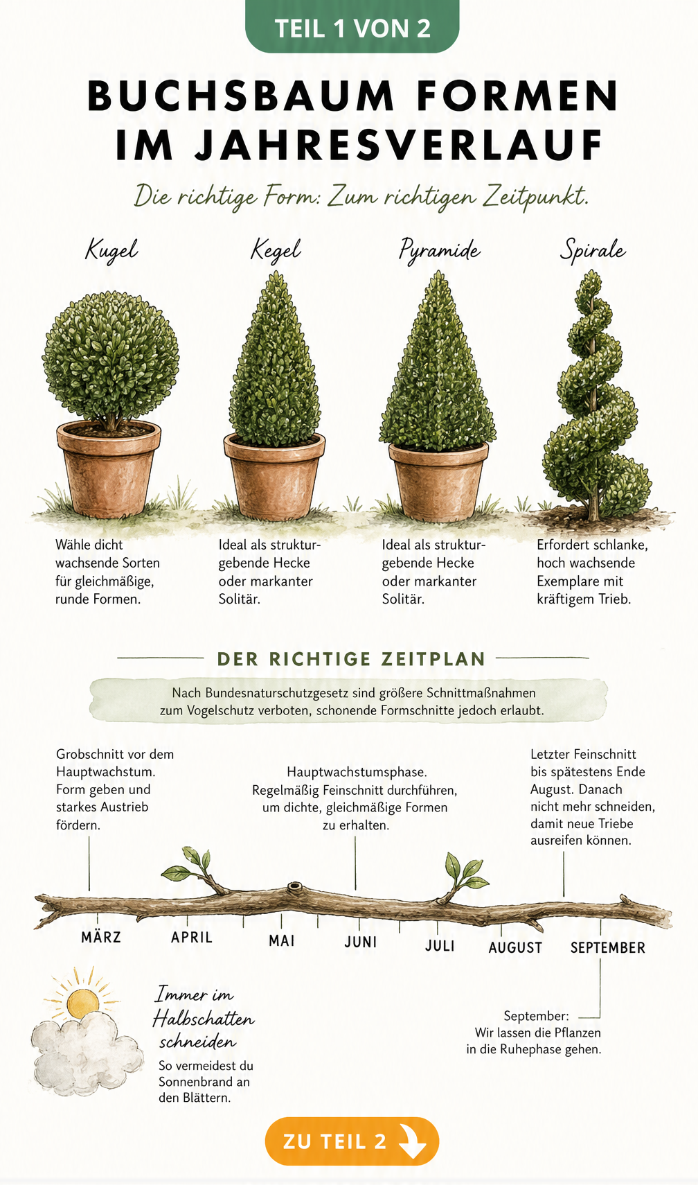 Botanische Tafel mit vier Buchsbaum-Silhouetten: Kugel, Kegel, Pyramide und Spirale, sowie einem Zeitstrahl für den Formschnitt von März bis September.
