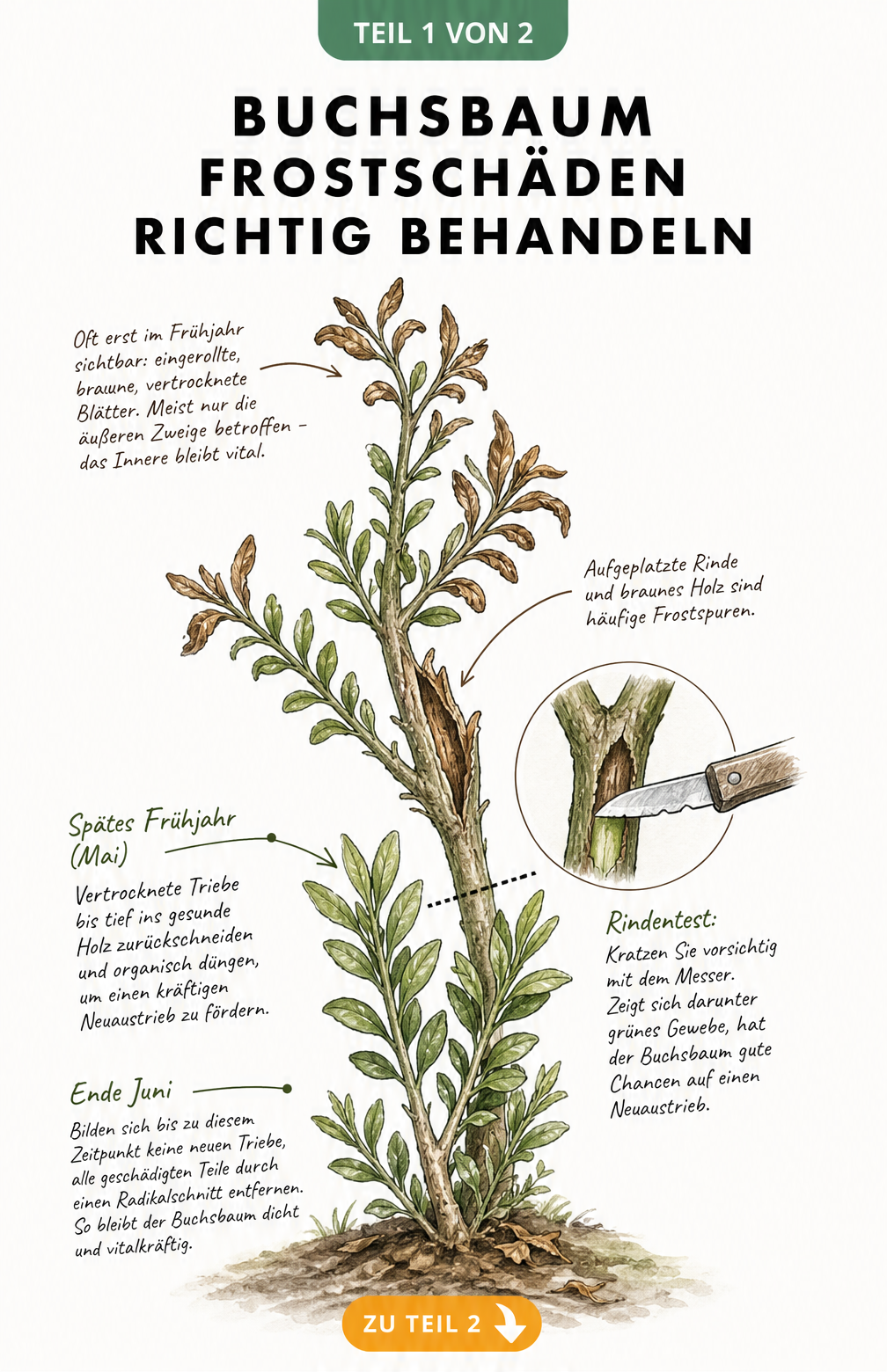 Illustration eines Buchsbaumzweiges mit Frostschäden, Rindentest und Behandlungsschritten