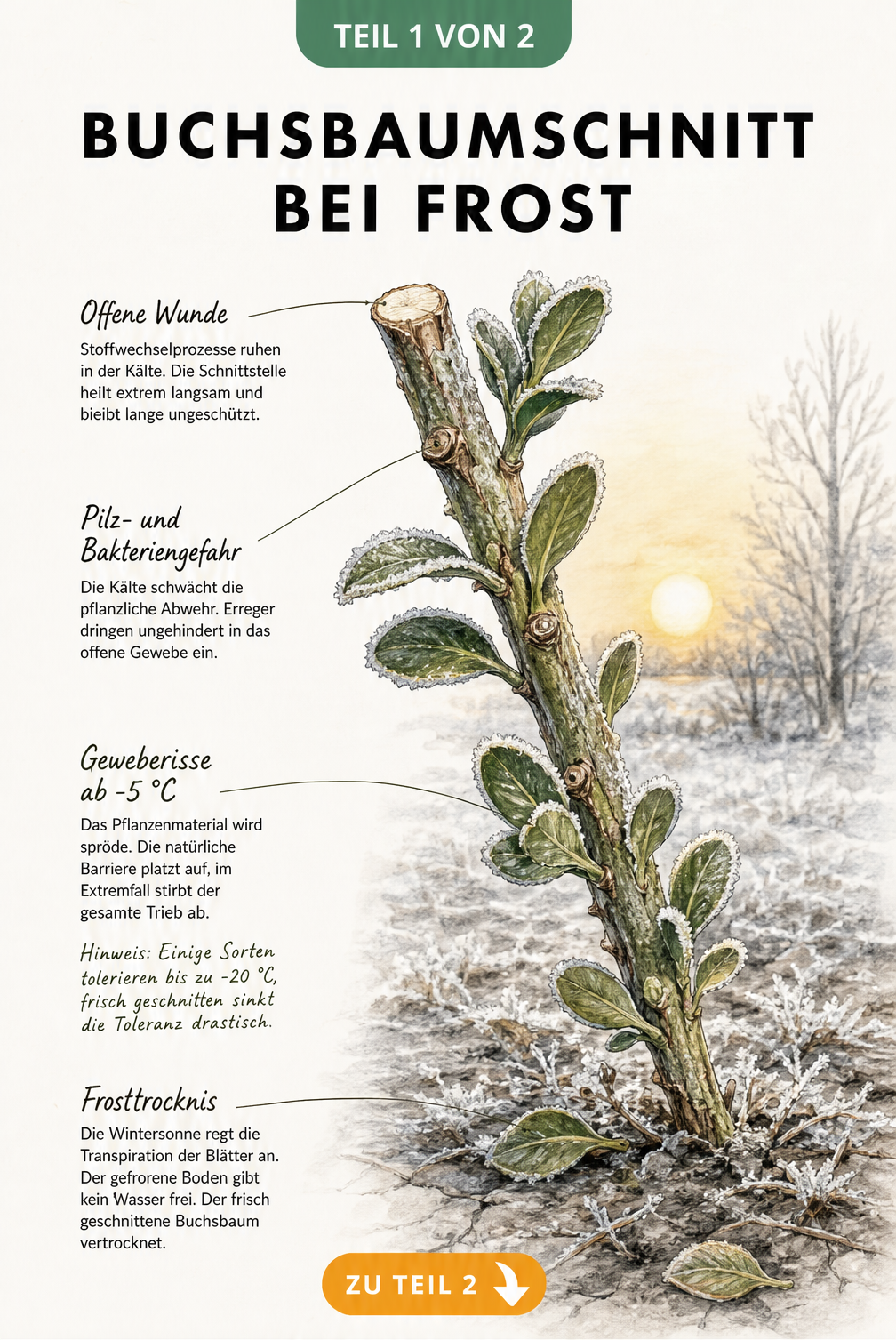 Botanische Illustration eines Buchsbaumzweiges im Winter mit Raureif und Erklärungen zu Frostschäden an Schnittstellen