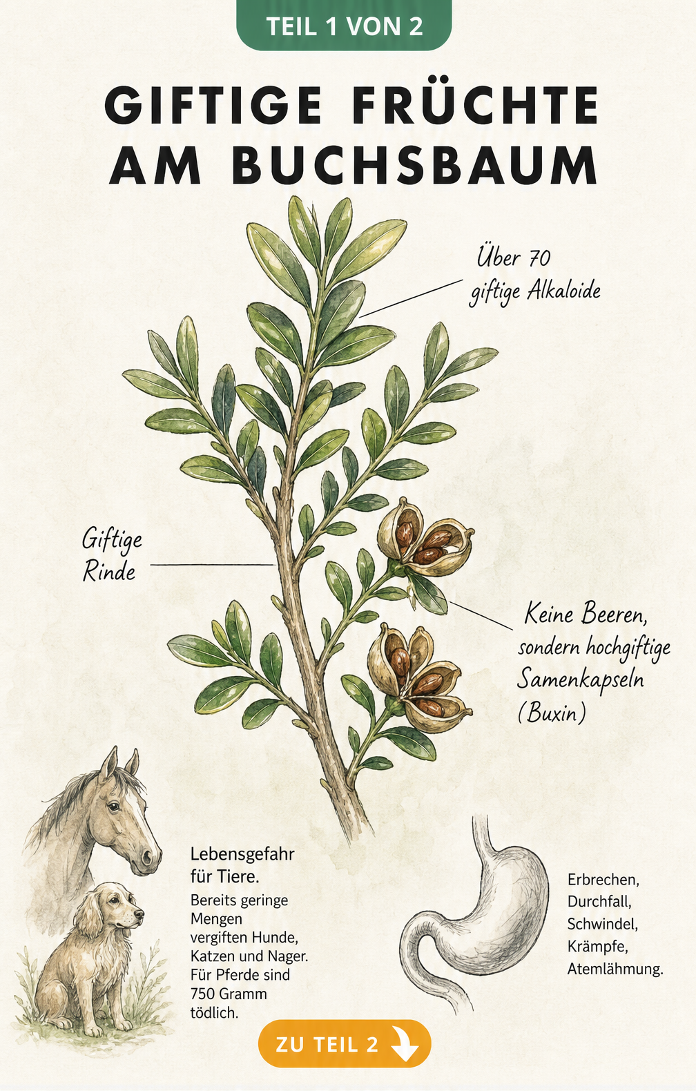 Botanische Illustration eines Buchsbaumzweigs mit Samenkapseln und Hinweisen auf giftige Alkaloide für Tiere und Menschen