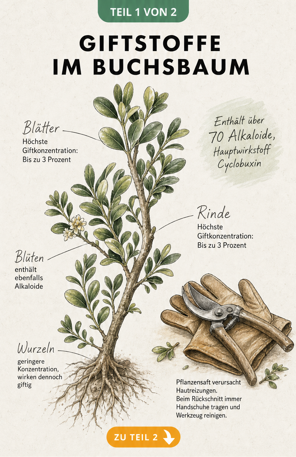Botanische Illustration eines Buchsbaums mit Hinweisen zu Giftstoffen, Alkaloiden und Schutzmaßnahmen beim Rückschnitt.