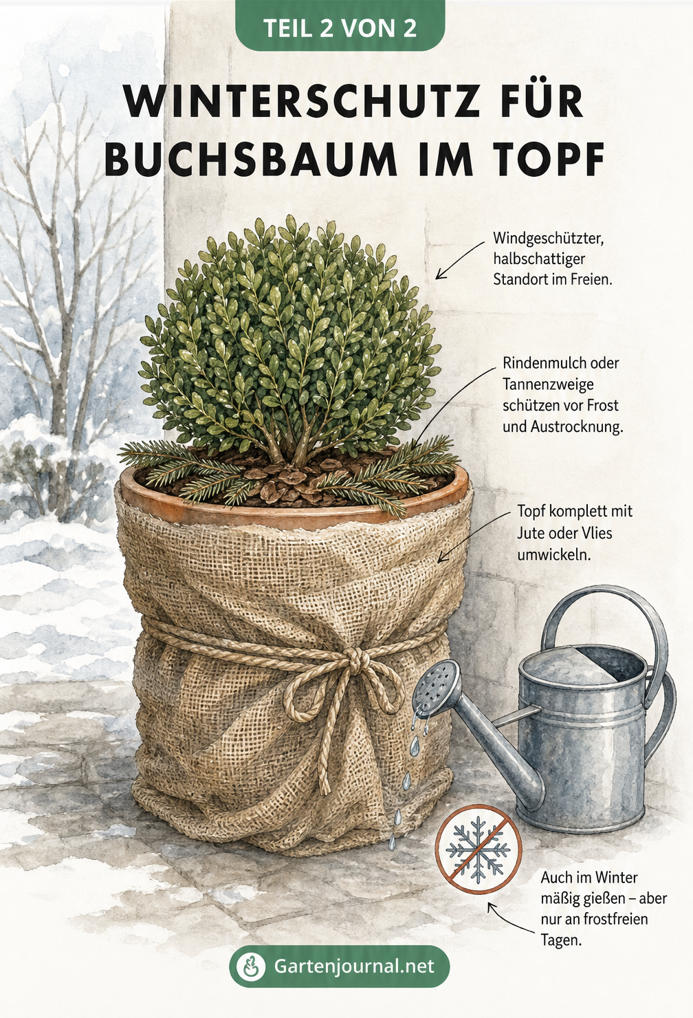 Buchsbaum im Topf mit Winterschutz aus Jute, Rindenmulch und Tannenzweigen