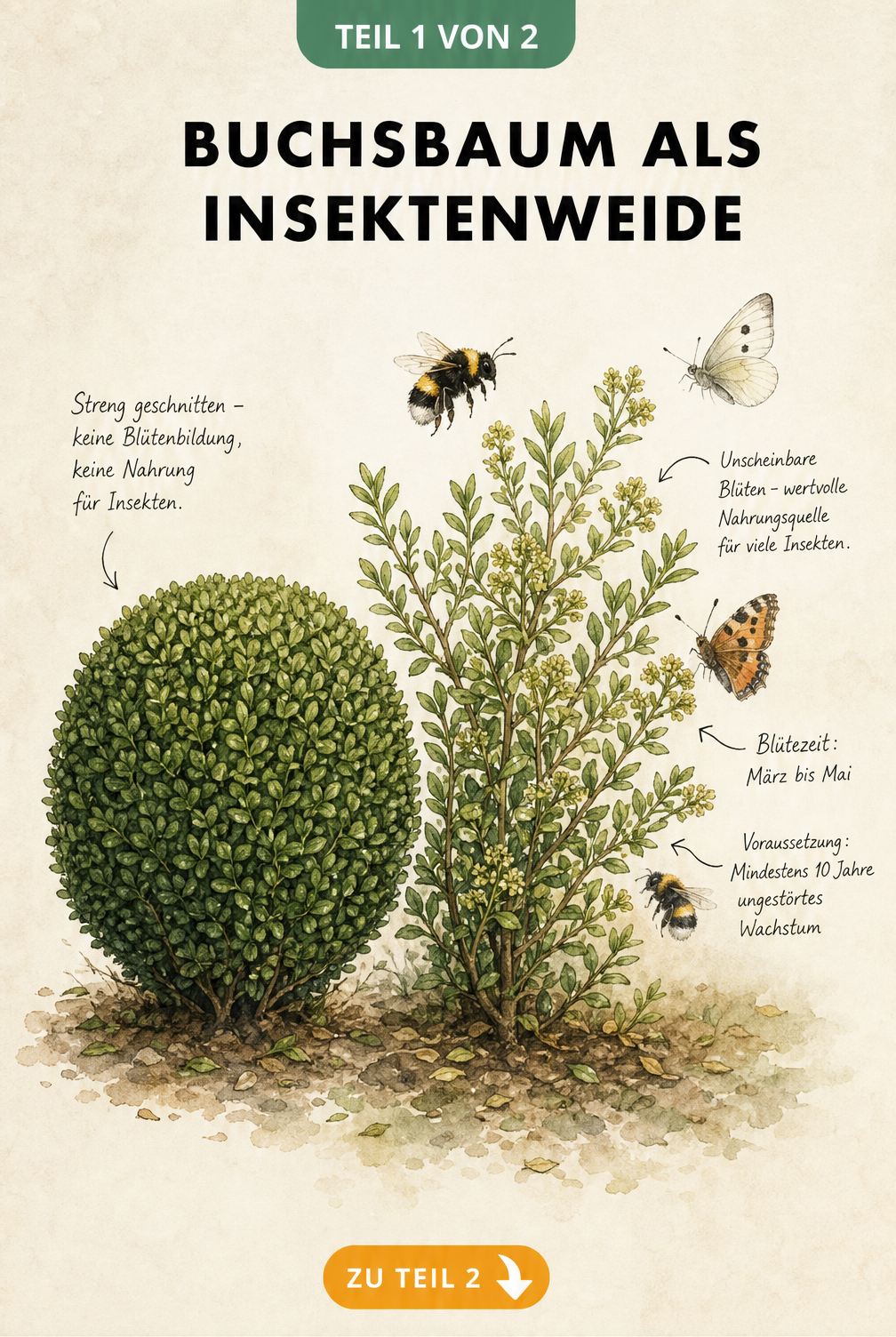 Botanische Illustration eines kugelig geschnittenen und eines frei wachsenden, blühenden Buchsbaums mit Insekten
