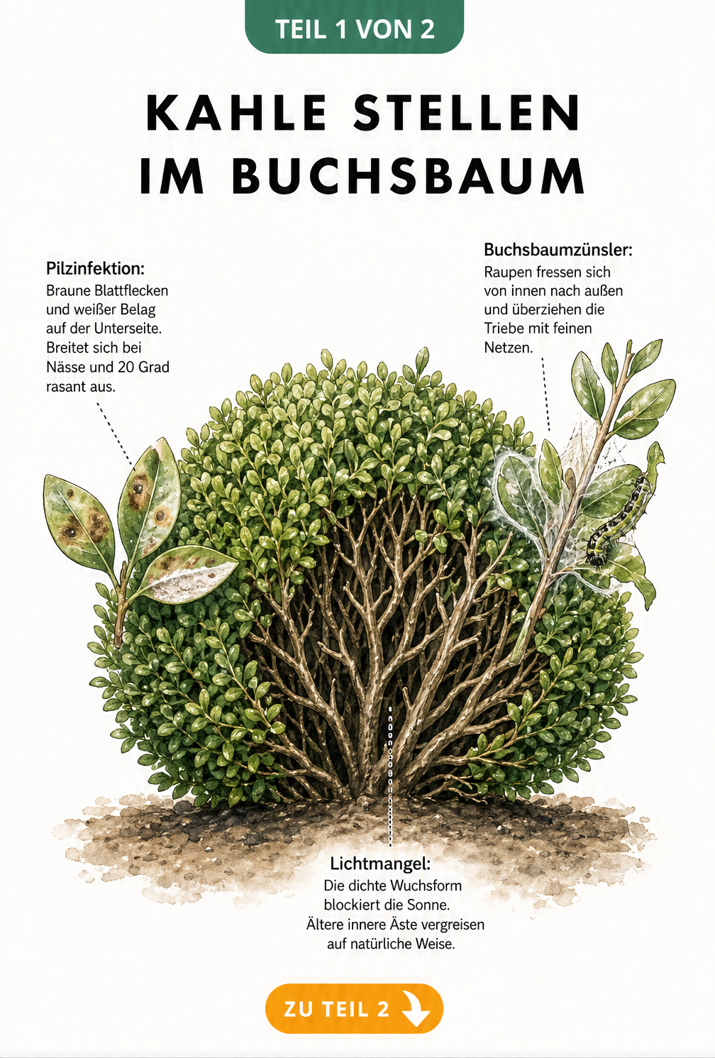 Botanische Querschnitt-Illustration einer Buchsbaumkugel, die Lichtmangel, Buchsbaumzünsler-Befall und Pilzinfektion zeigt