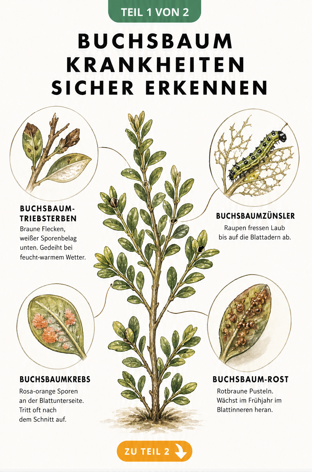 Botanische Illustration von Buchsbaumkrankheiten: Triebsterben, Buchsbaumzünsler, Buchsbaumkrebs und Buchsbaum-Rost mit Schadbildern im Detail.