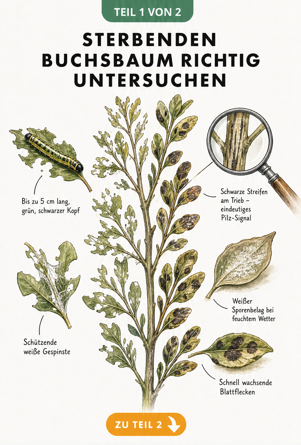 Illustration eines Buchsbaumzweigs mit Fraßspuren des Buchsbaumzünslers und Symptomen des Pilzes Cylindrocladium buxicola